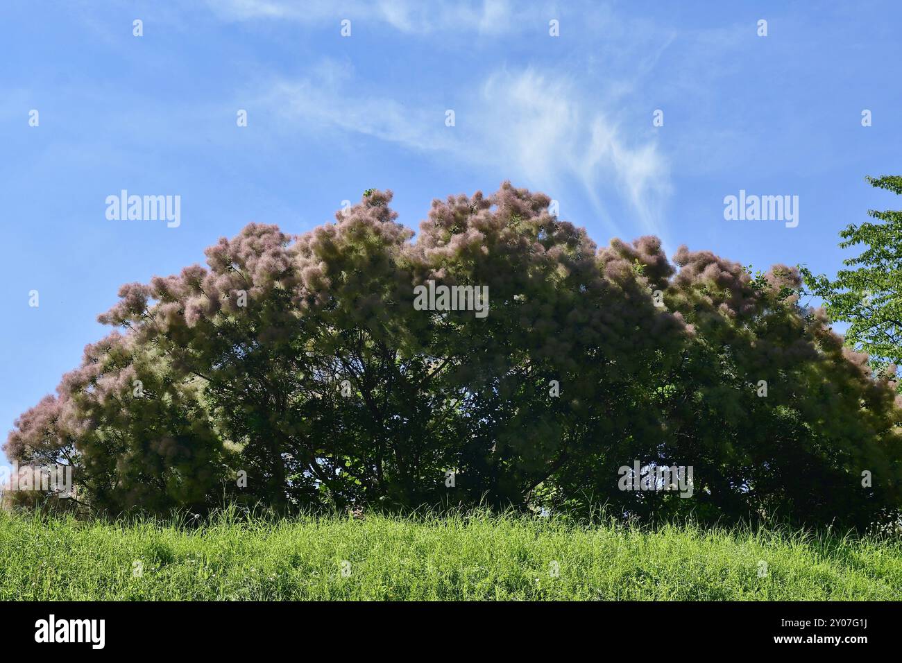 Perruque (Cotinus coggygria) en pleine floraison, ciel bleu derrière, Bavière, Allemagne, Europe Banque D'Images