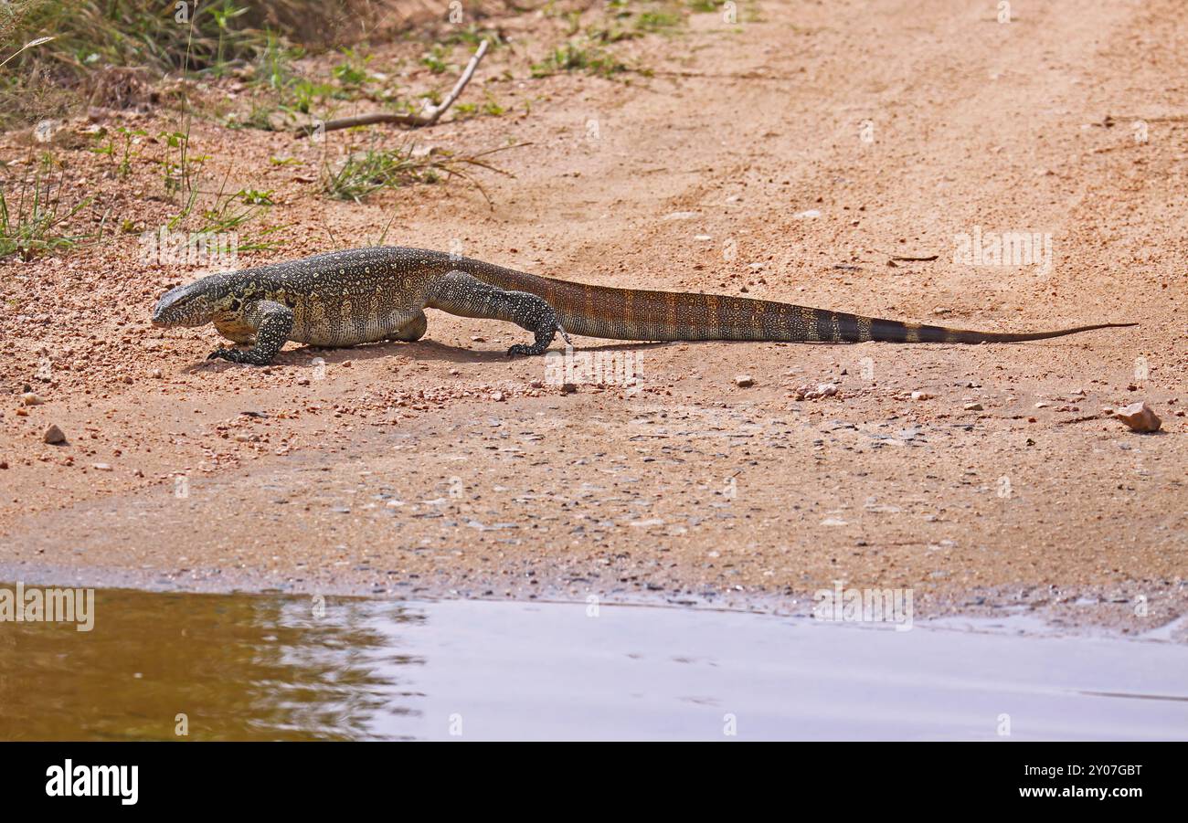 Nilwaran Kruger Nationalpark Suedafrika, faune Banque D'Images