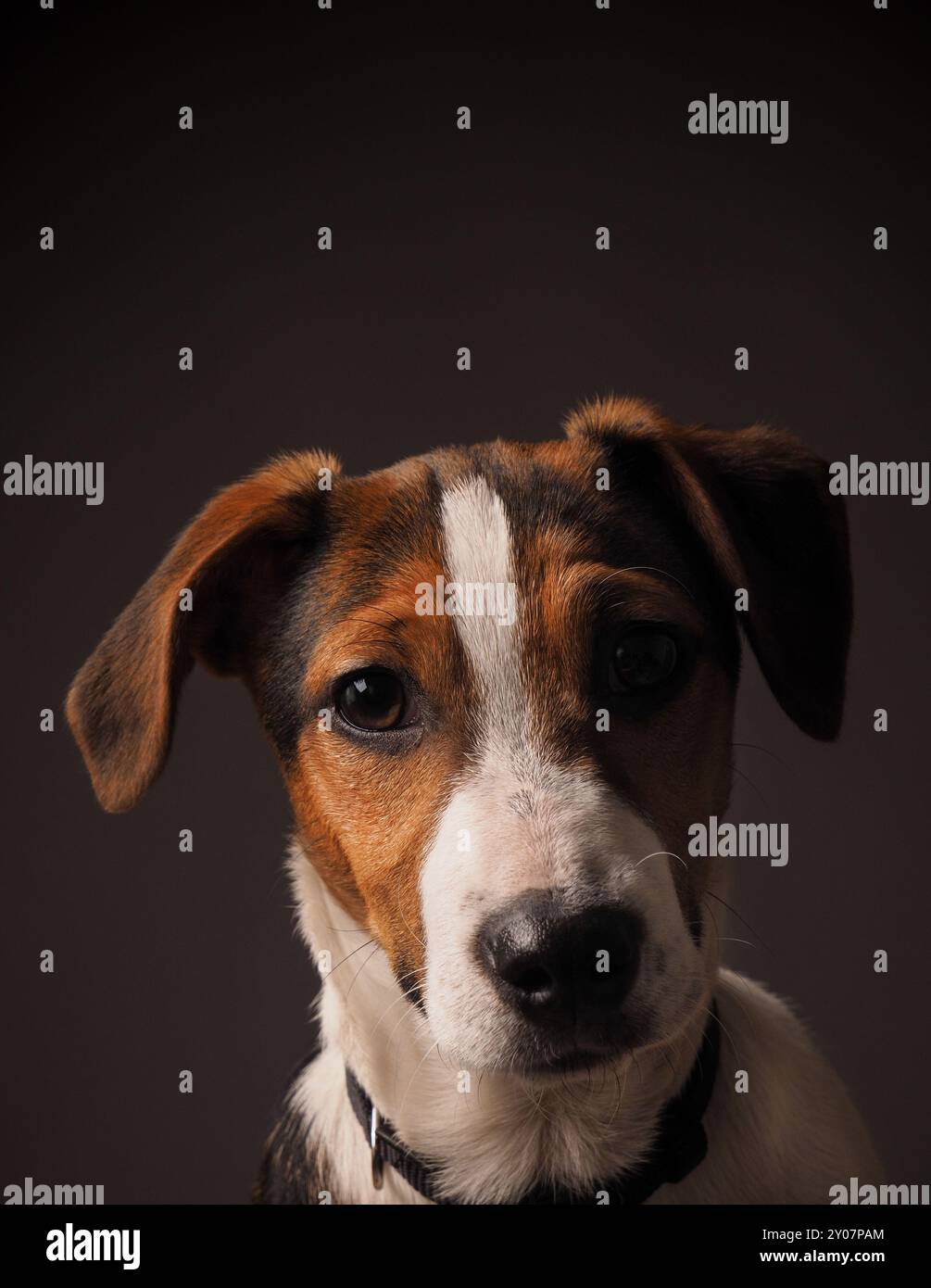 Studio Portrait of a cute Jack Russell Terrier puppy Banque D'Images