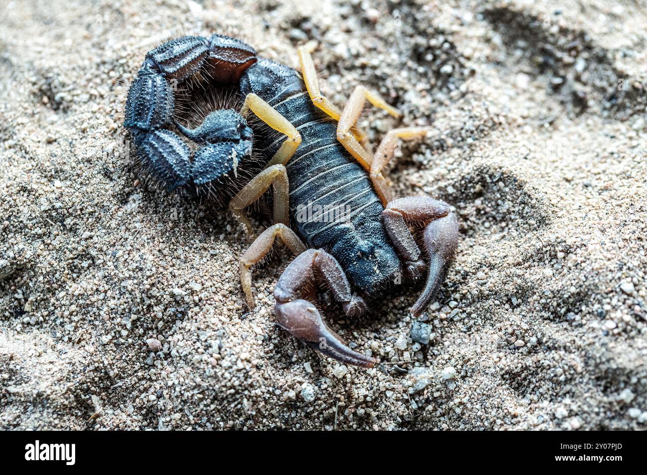 Parabuthus villosus, scorpion noir velu à queue épaisse avec queue plate dans le sable du désert du Namib. Banque D'Images