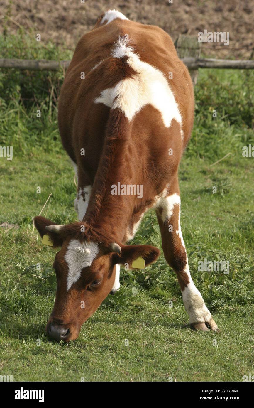 Vache brune 2 Banque D'Images