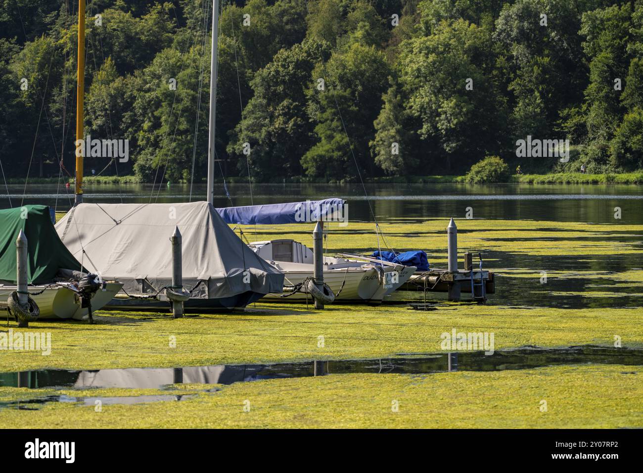 Tapis vert de plantes sur le lac Baldeney à Essen, plante aquatique proliférante Elodea, waterweed, une espèce envahissante, la plante aquatique à croissance rapide p Banque D'Images