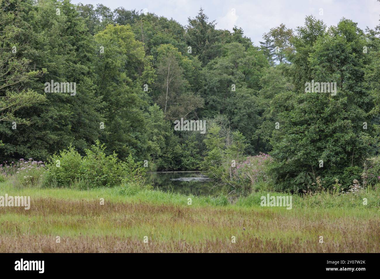 Zone boisée avec végétation dense et prairie voisine dans un cadre naturel calme, Gemen, Muensterland, Allemagne, Europe Banque D'Images