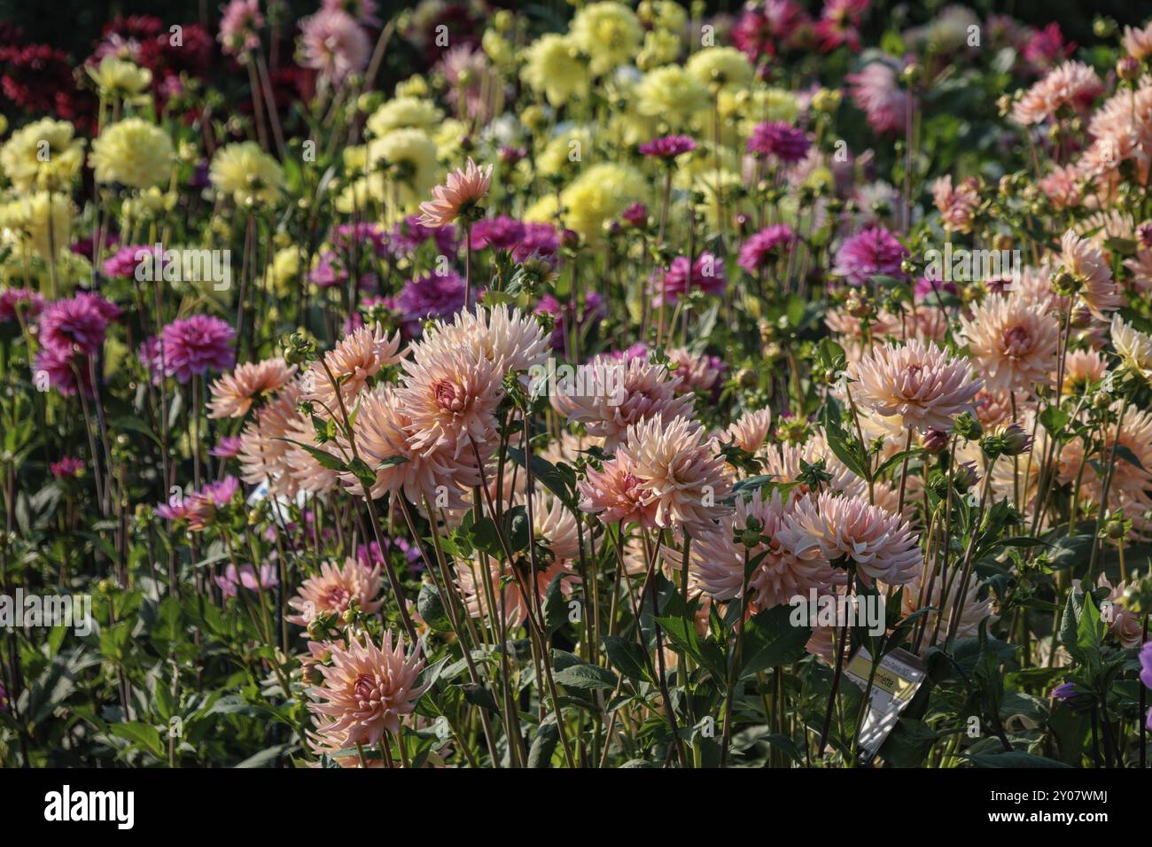 Un parterre de fleurs coloré avec des dahlias roses entouré de parterre de fleurs violettes et jaunes dans le jardin d'été, legden, Muensterland, allemagne Banque D'Images