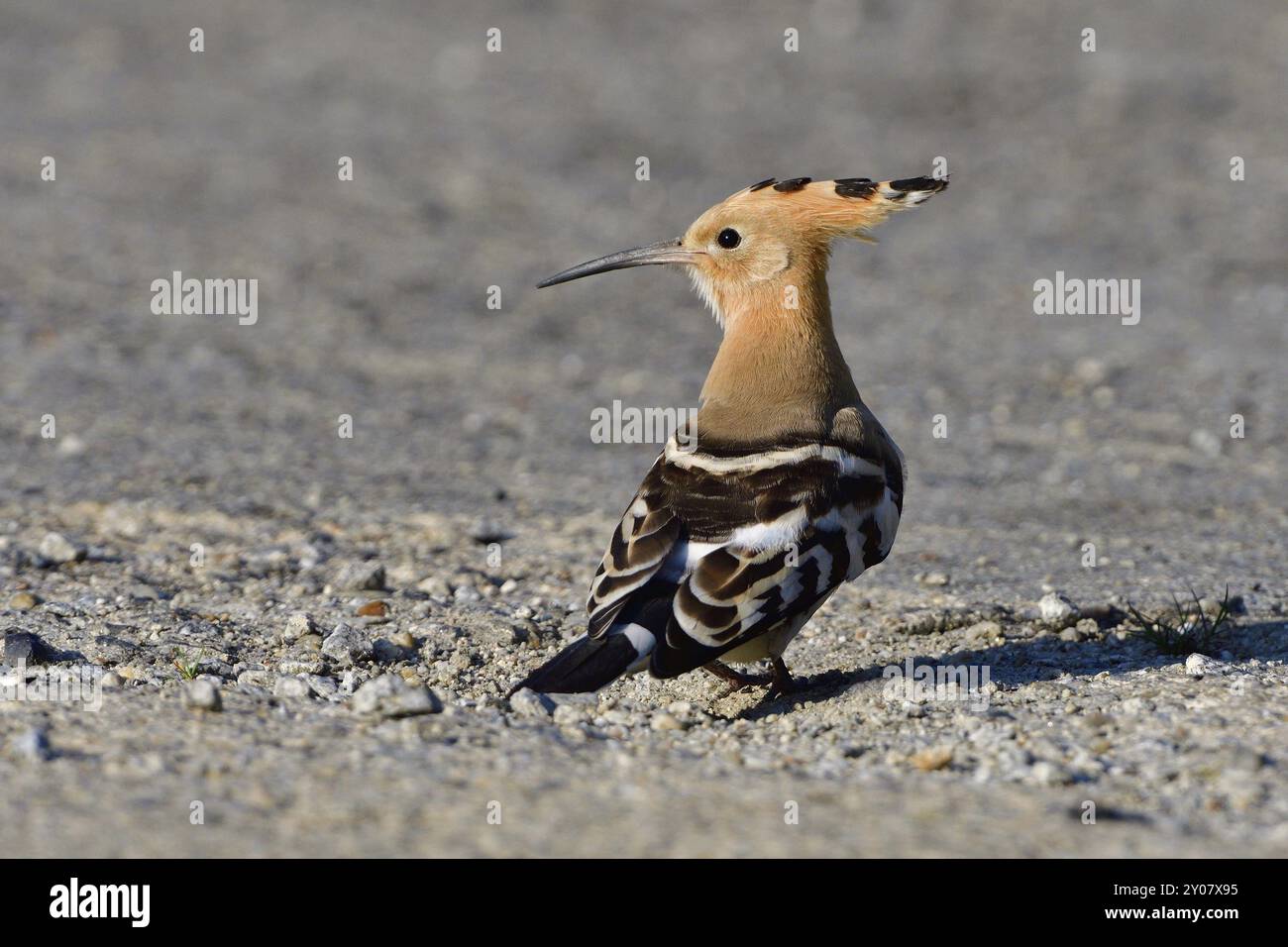 Hoopoe eurasien à la recherche de nourriture en automne Banque D'Images