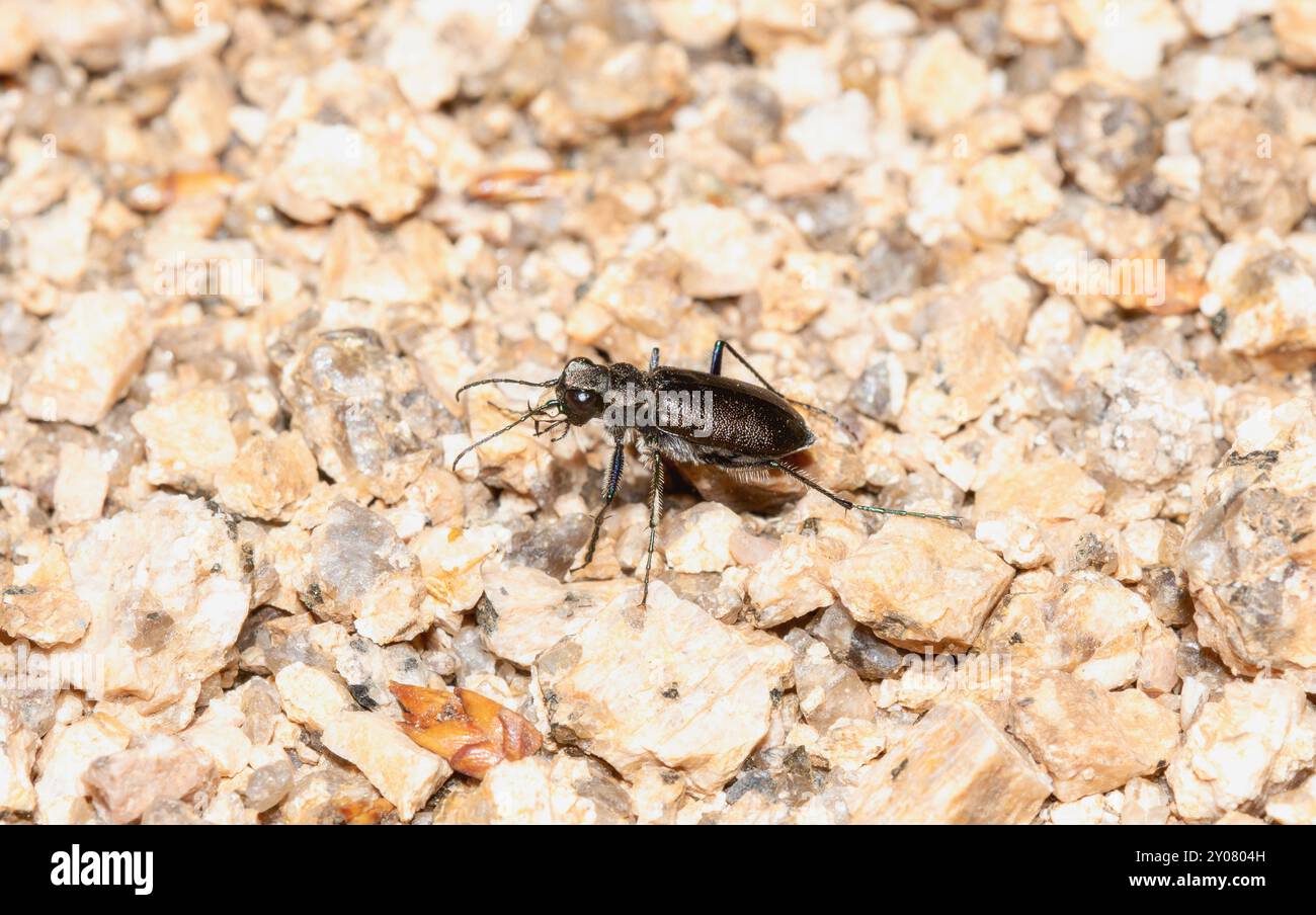 Un coléoptère tigre boréal à longues lèvres Cicindela longilabris rampe sur la surface de gravier du Wyoming Banque D'Images