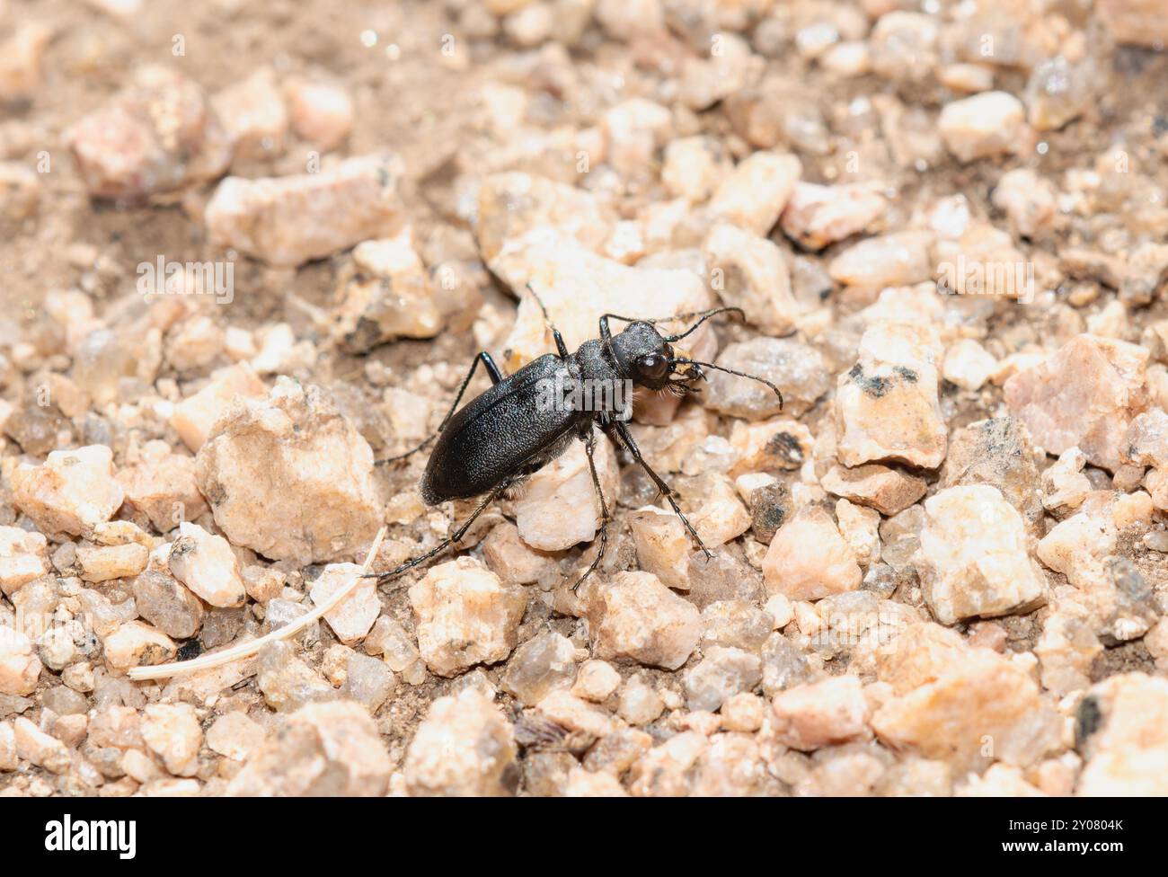 Cicindela longilabris, un coléoptère tigre boréal à longues lèvres, rampant sur un terrain rocheux dans le Wyoming Banque D'Images