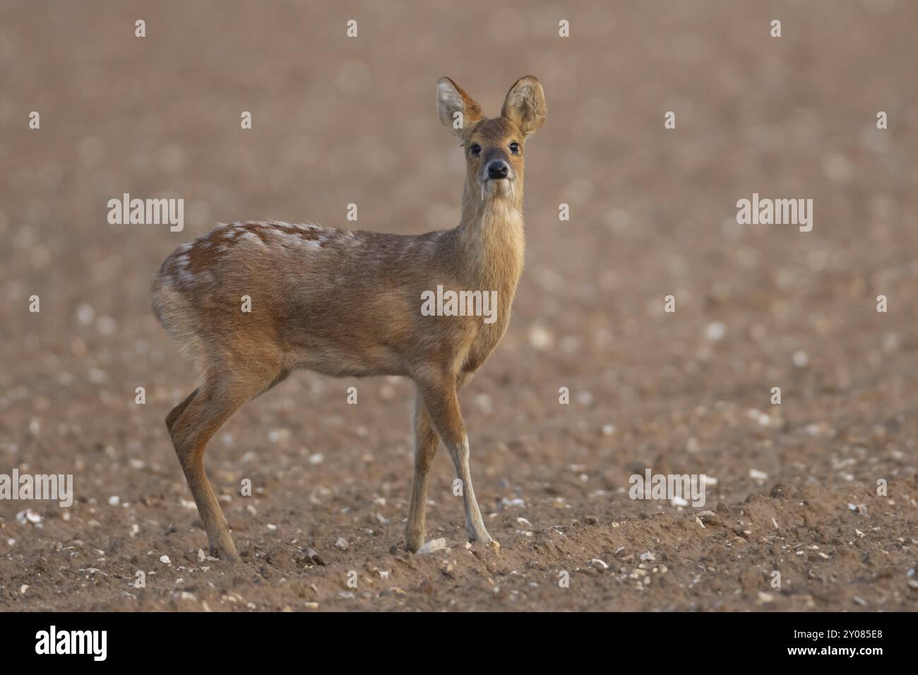 Cerf d'eau chinois (Hydropotes inermis) animal adulte debout dans un champ de terres agricoles labourées, Norfolk, Angleterre, Royaume-Uni, Europe Banque D'Images