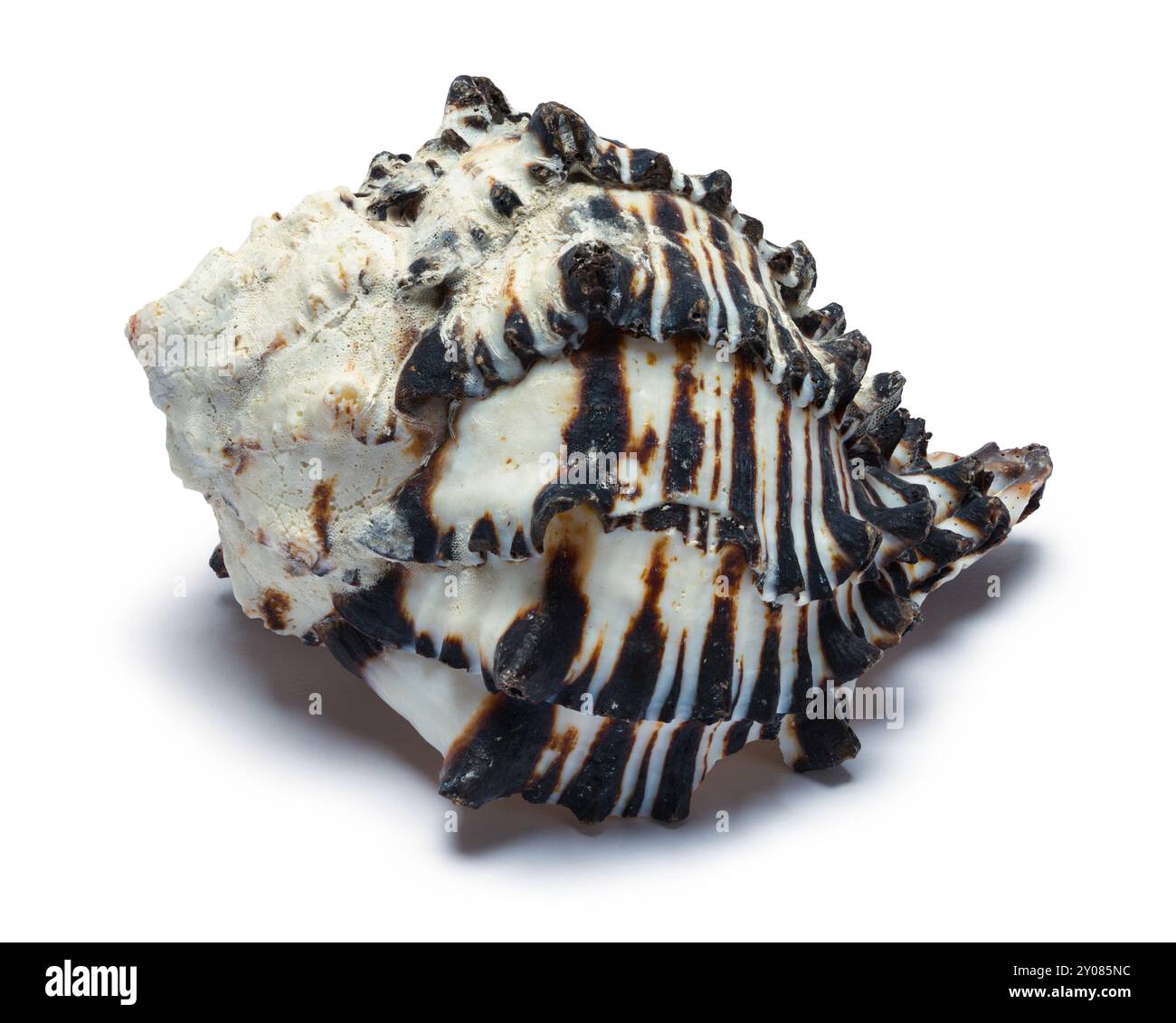 Coquillage noir et blanc découpé sur blanc. Banque D'Images