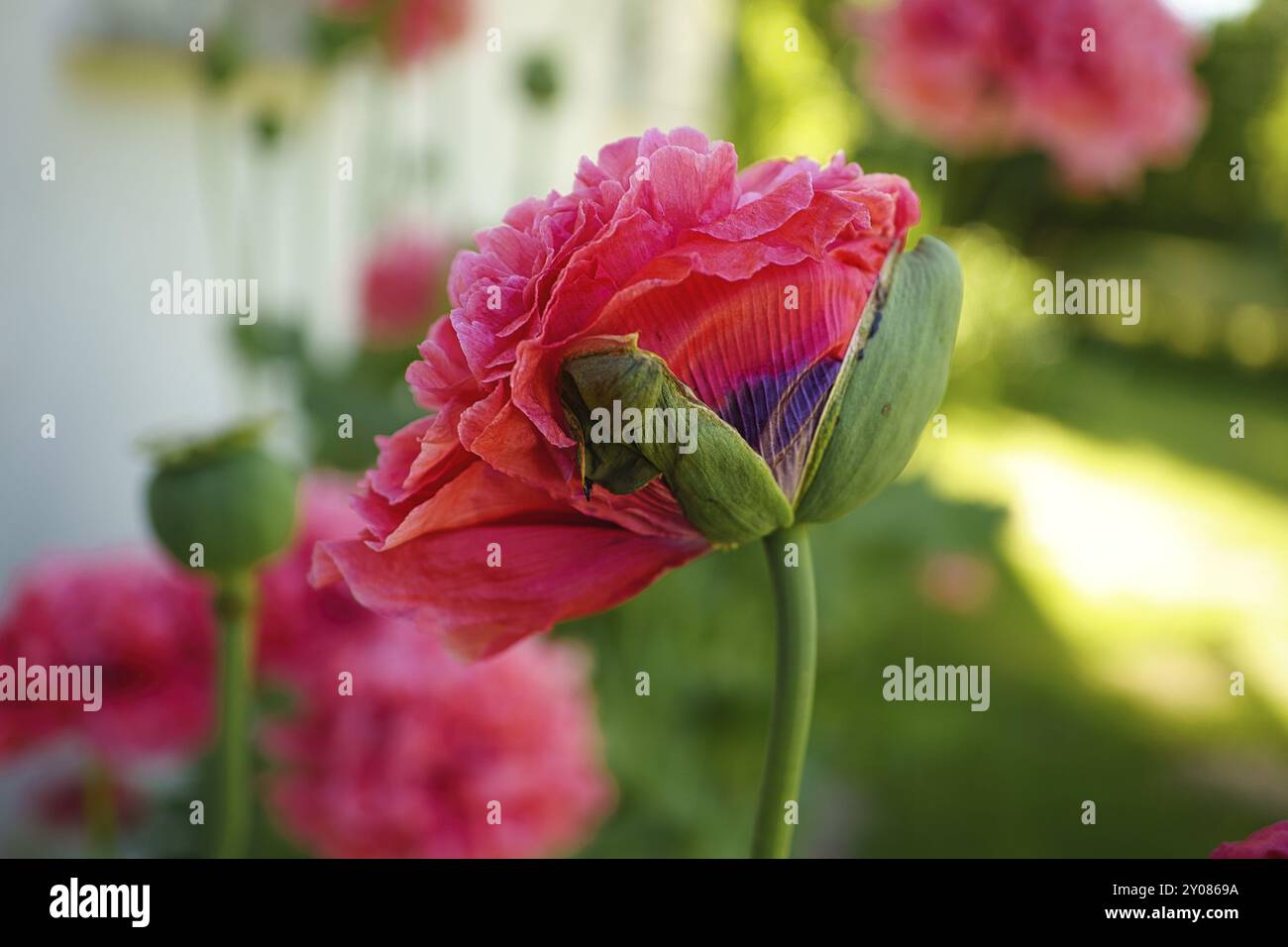 Fleur de pavot en gros plan. Pétales en filigrane rose avec feuilles vertes en arrière-plan. Détail fleurs photo Banque D'Images