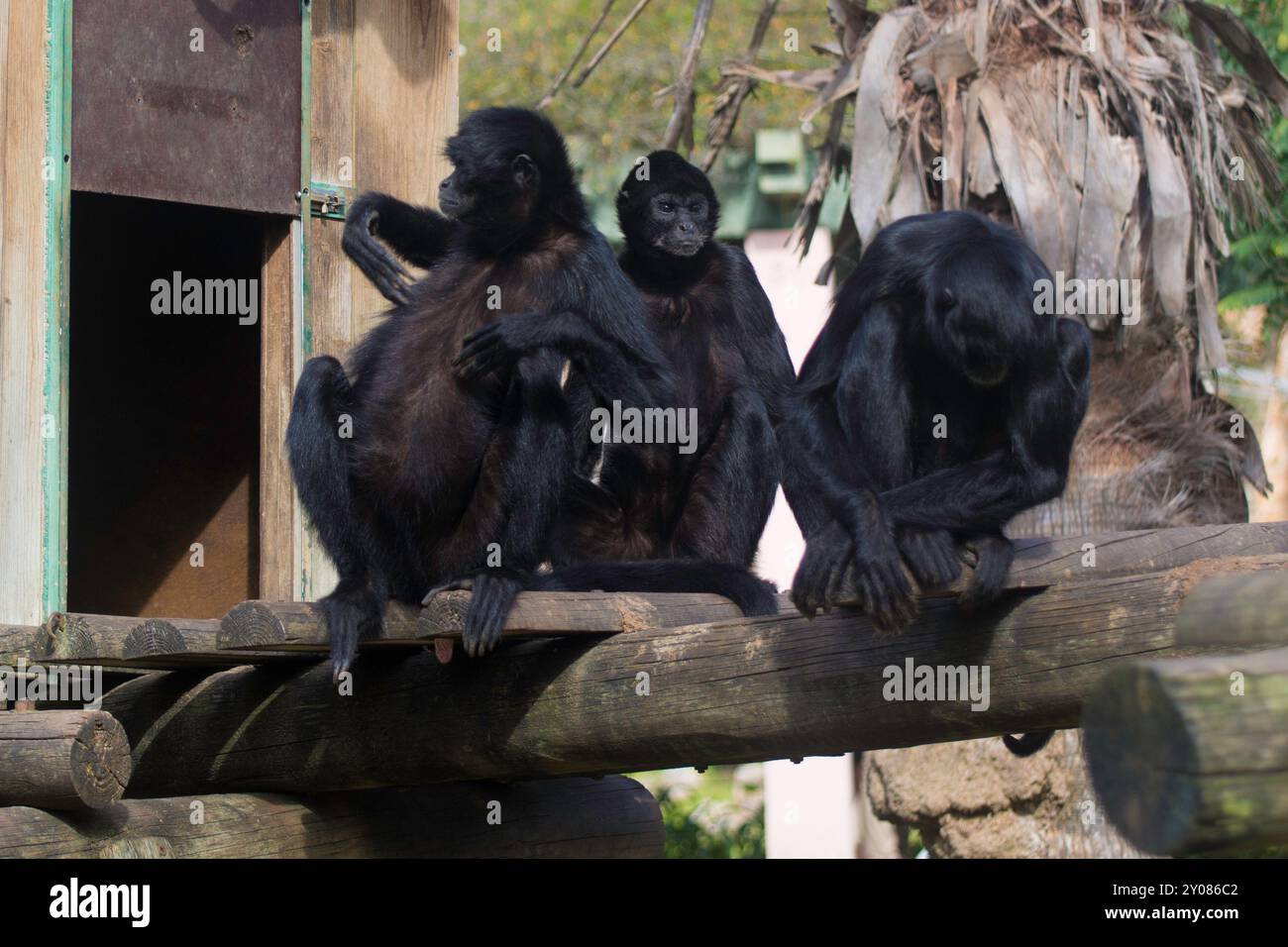 Drôle de groupe de trois singes araignées noires, se reposant, jouant les uns avec les autres et observant le monde autour d'eux Banque D'Images