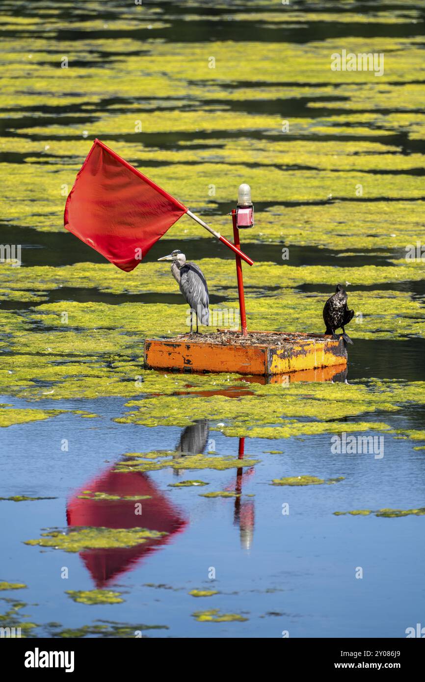 Bouée sur le parcours de régate sur le lac Baldeney, cormoran et héron traînent, la région est colonisée par un tapis de plantes et ne peut pas être utilisée, proliferati Banque D'Images