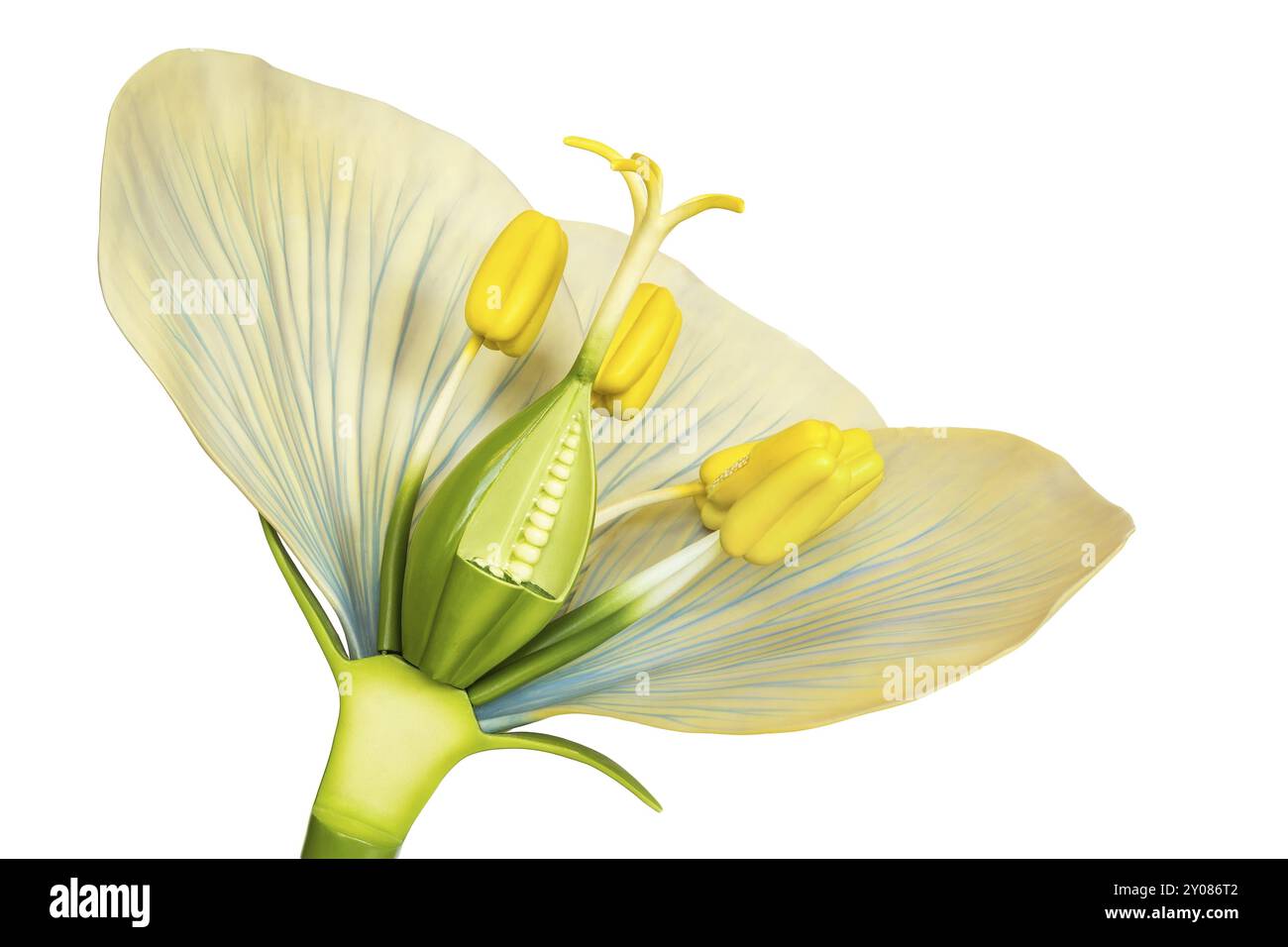 Modèle de fleur avec étamines et pistils isolé sur fond blanc Banque D'Images