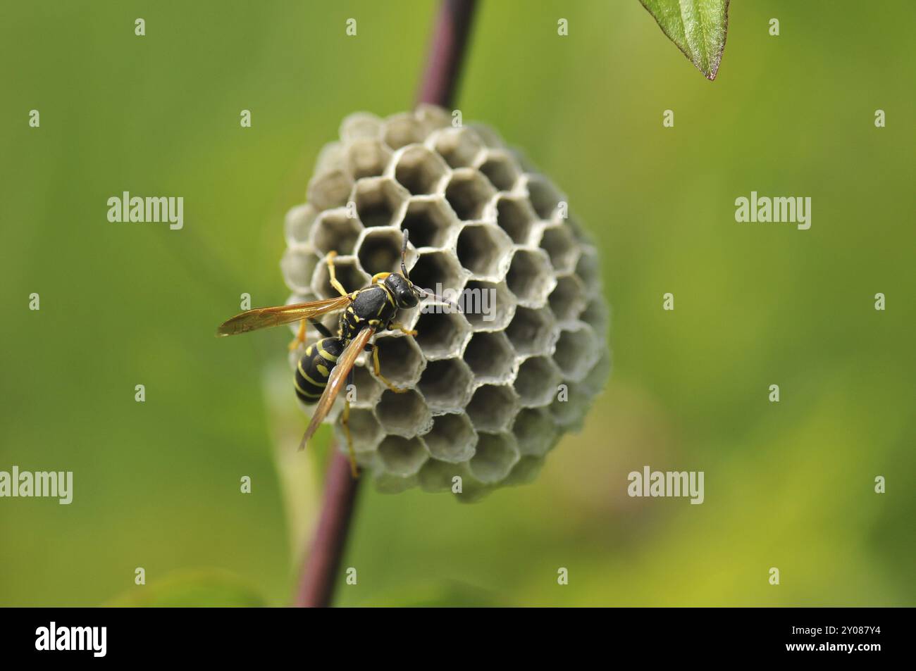 Guêpe des champs gauloise aussi guêpe des champs française, Polistes dominula à la construction du nid. Les polistinae sont des guêpes eusociales sur une prairie au nid Banque D'Images