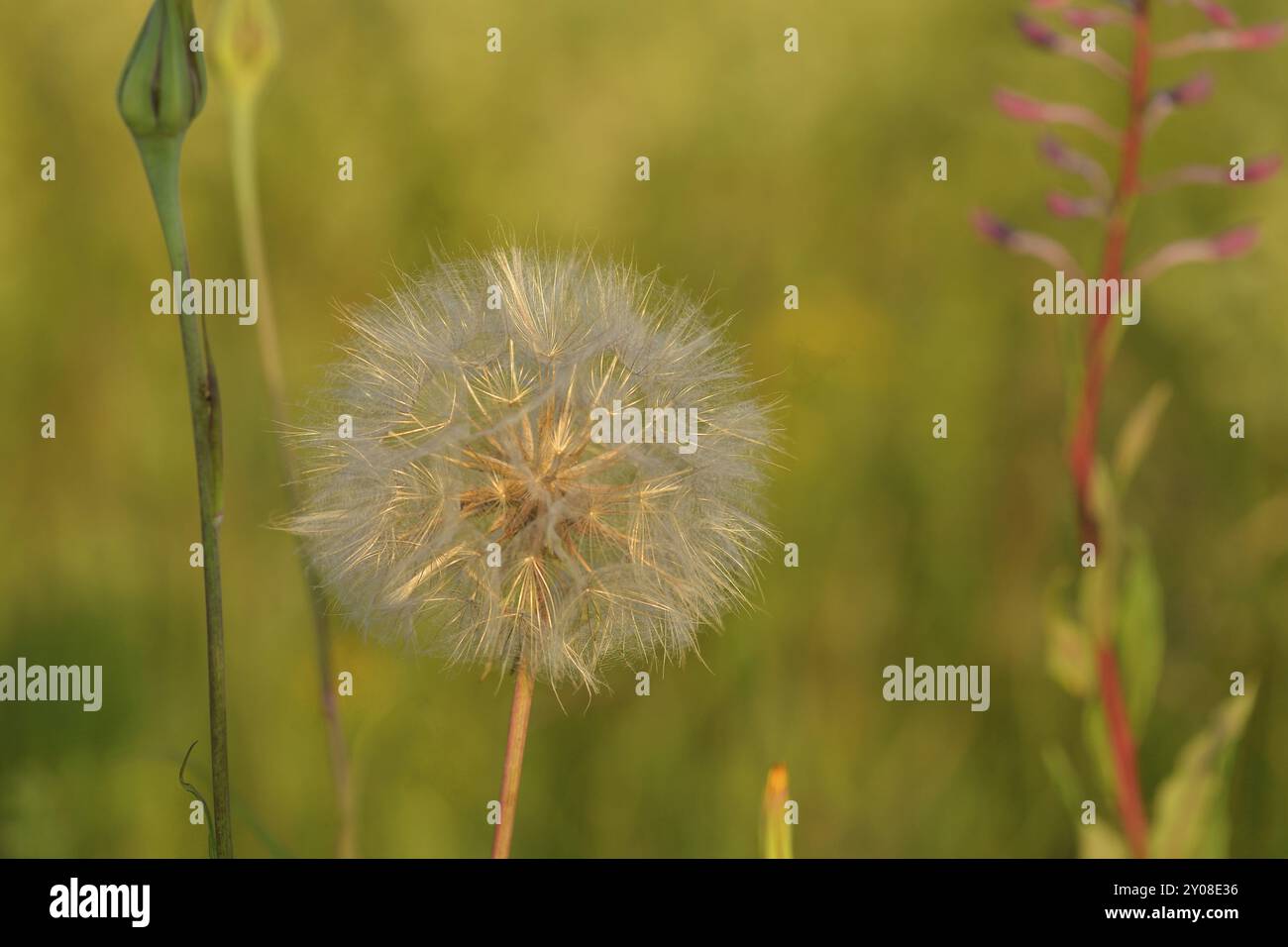 Wiesen-Bocksbart. Tragopogon pratensis (noms communs Jack-Go-to-bed-at-midi) Banque D'Images