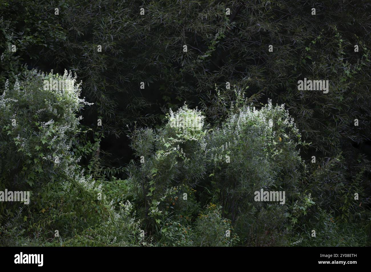 Nom commun concombre sauvage, concombre Prickly, pomme baumier sauvage, pomme baumier, concombre mockcuber sauvage (Echinocystis lobata) grimpant de vigne avec tendri trifide Banque D'Images