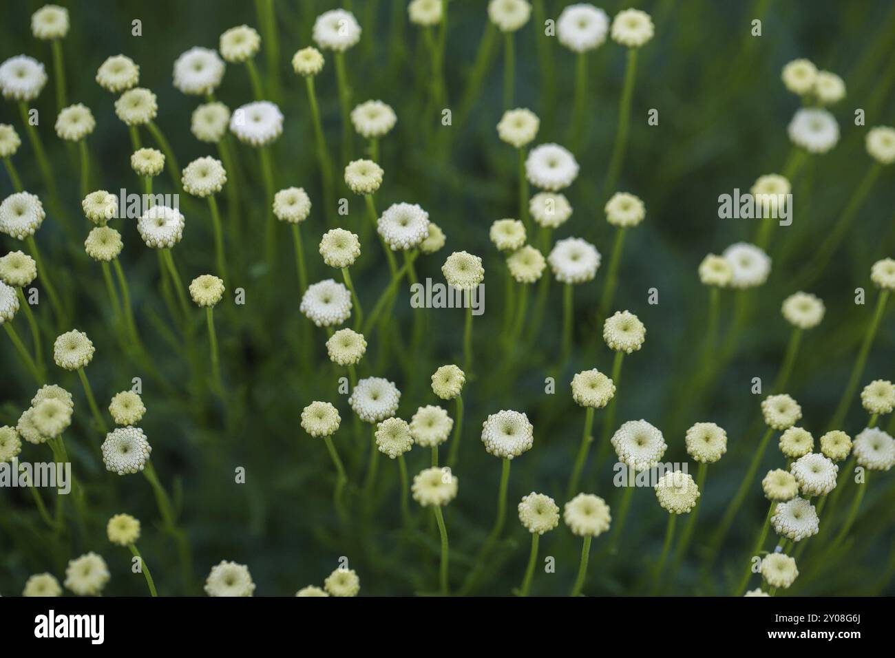 Un champ de jolies fleurs blanches avec des tiges vertes et un bokeh doux et agréable Banque D'Images