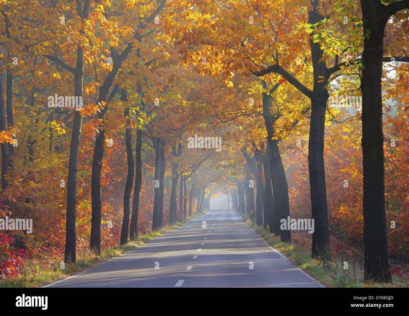 Avenue à l'automne, avenue à l'automne 25 Banque D'Images