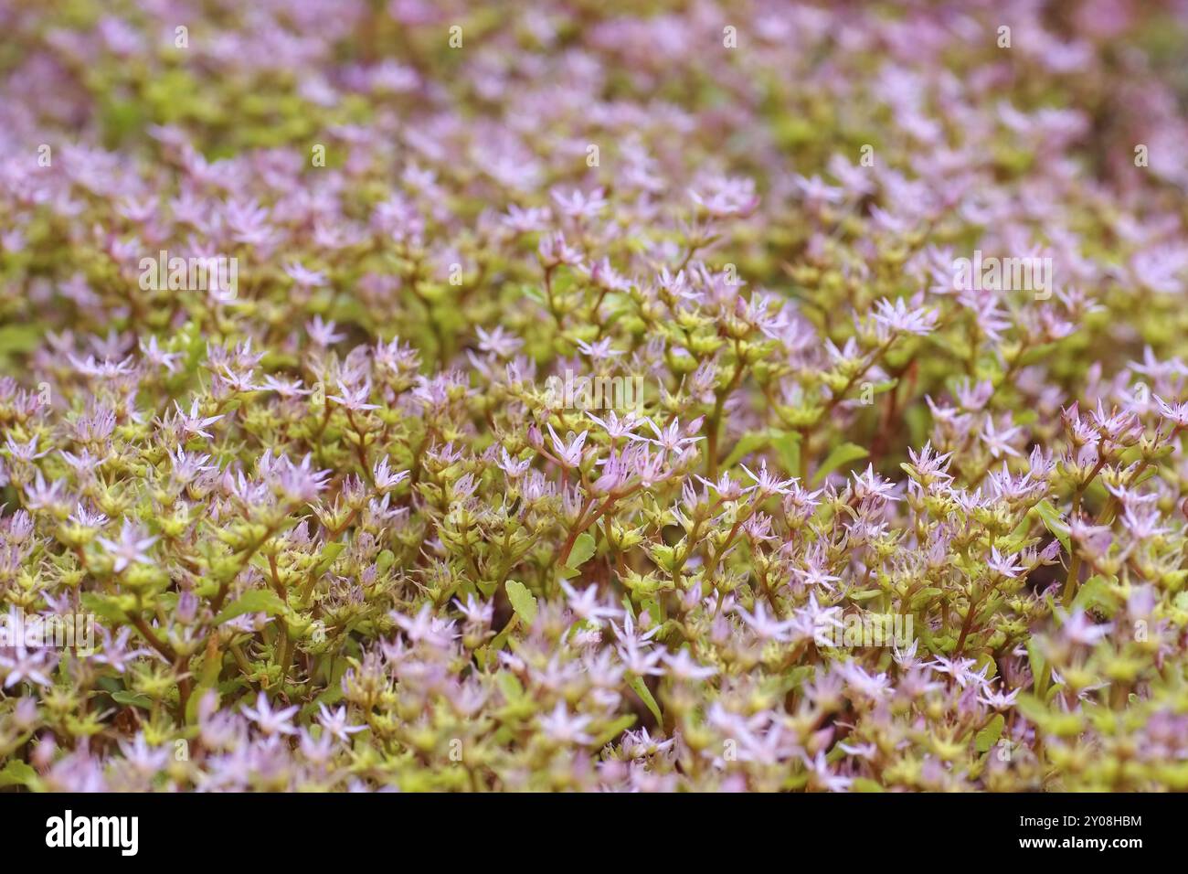 Teppich-Sedum, Sedum spurium, caucasien caucasien, Sedum spurium plante Crassulaceae Banque D'Images