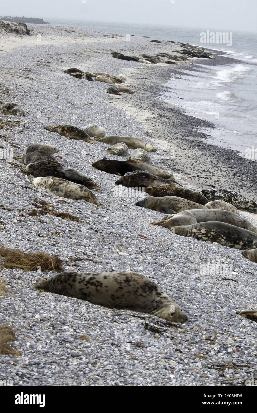 Colonie de phoques gris sur la dune au large d'Heligoland Banque D'Images