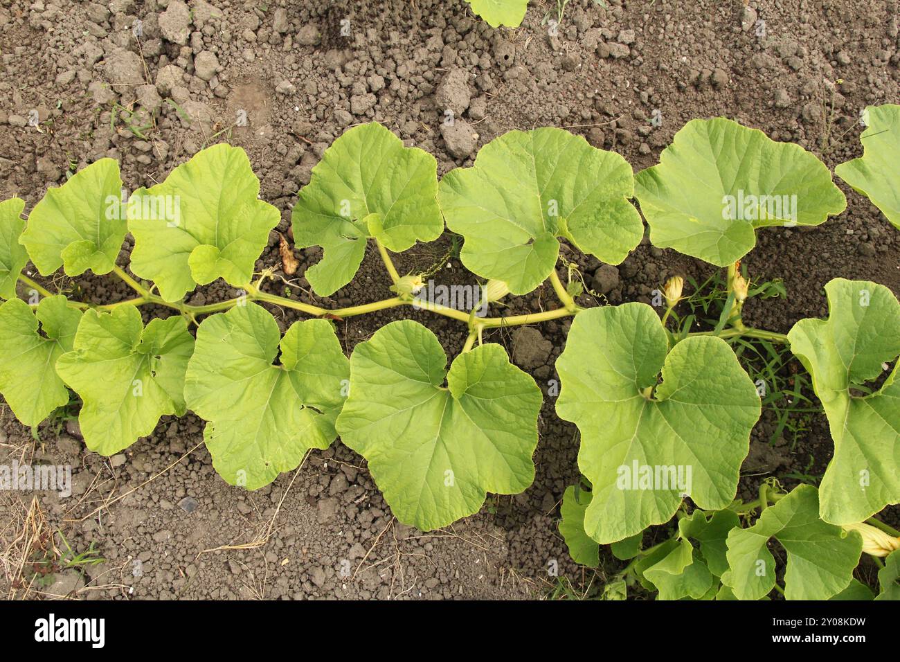 vue de dessus à une grande vigne de citrouille avec des feuilles vertes d'une plante de citrouille dans la campagne en été Banque D'Images