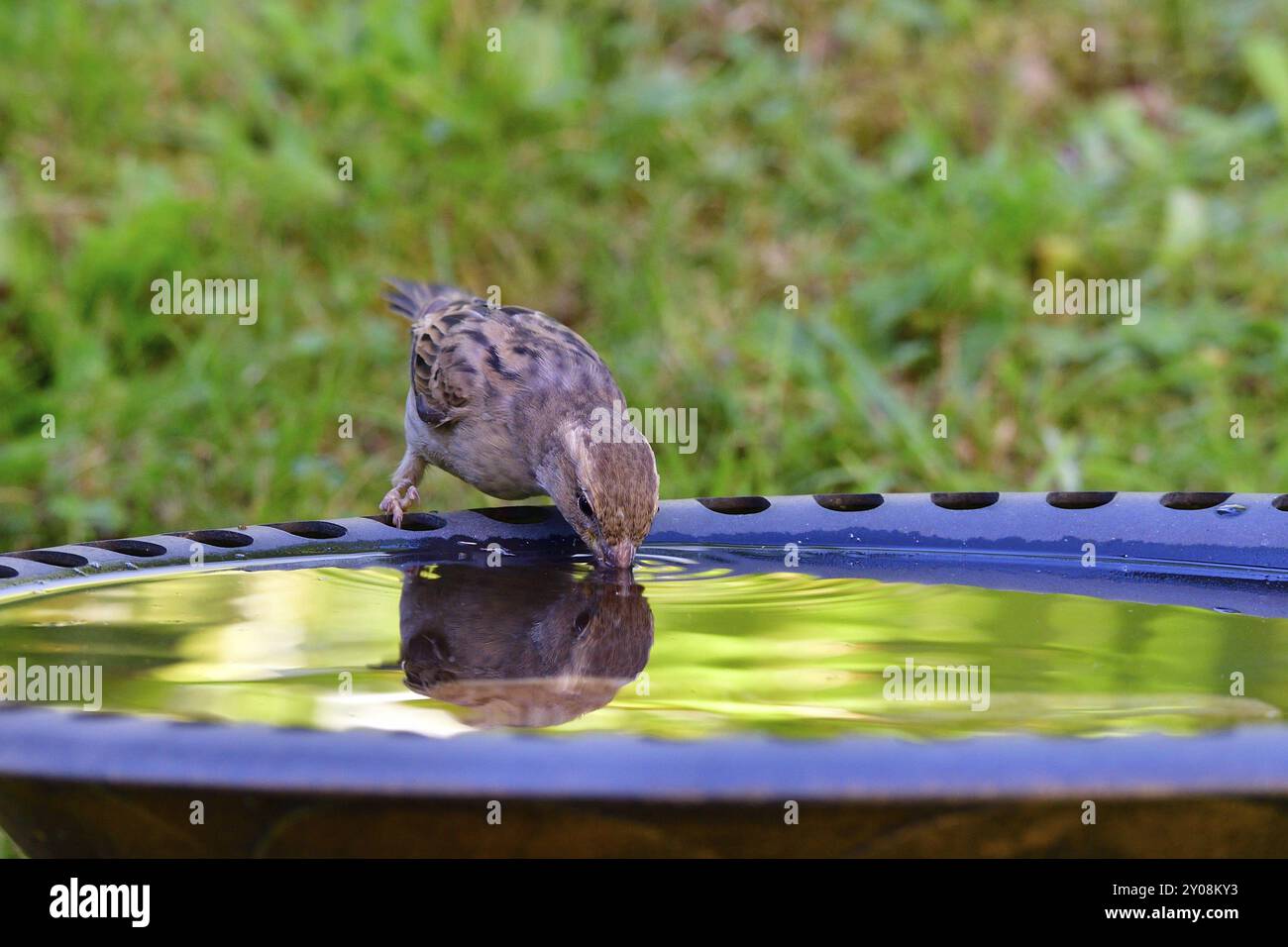 Moineau de maison à Birdbath. Moineau de maison au bain d'oiseaux Banque D'Images