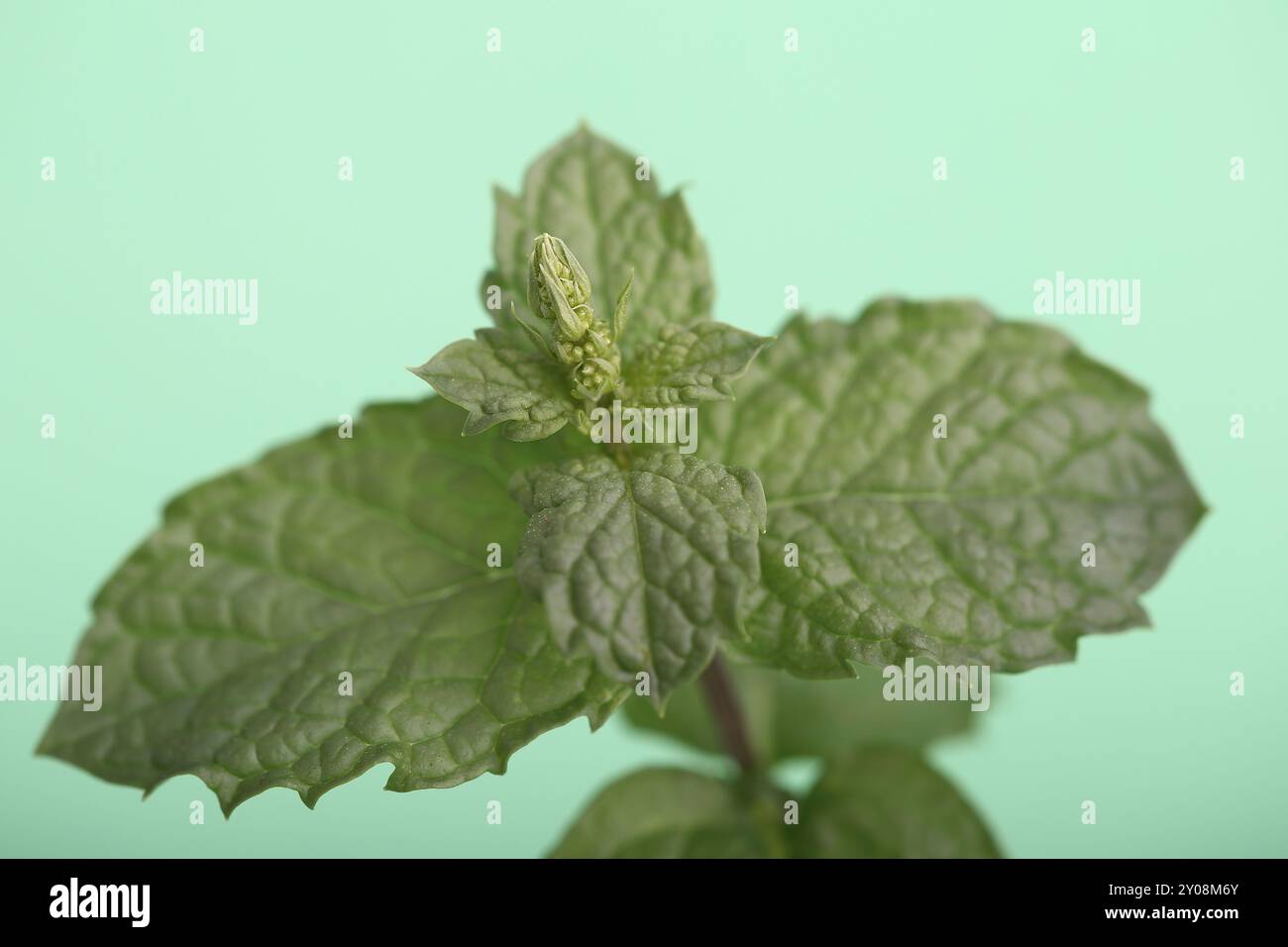 La plante de menthe en fleurs avec fond vert Banque D'Images