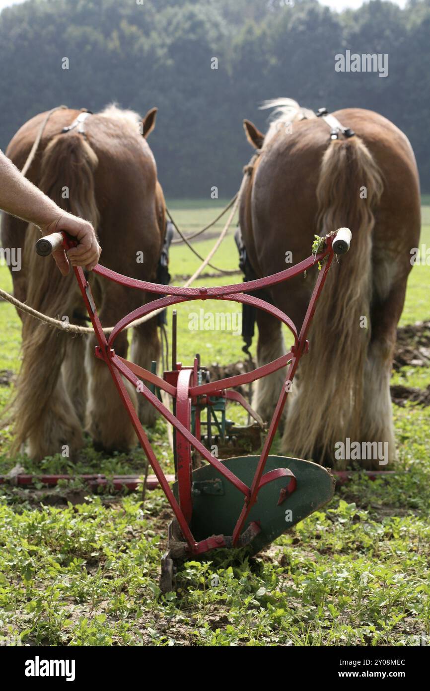 Animaux à sang froid devant une charrue Banque D'Images
