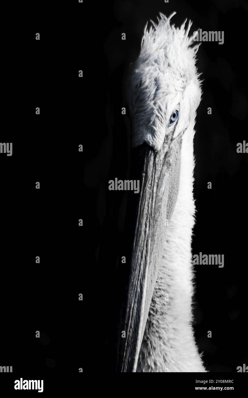 Pélican dalmatien, habitat du sud-est de l'Europe et de l'Asie centrale jusqu'à la Mongolie Banque D'Images