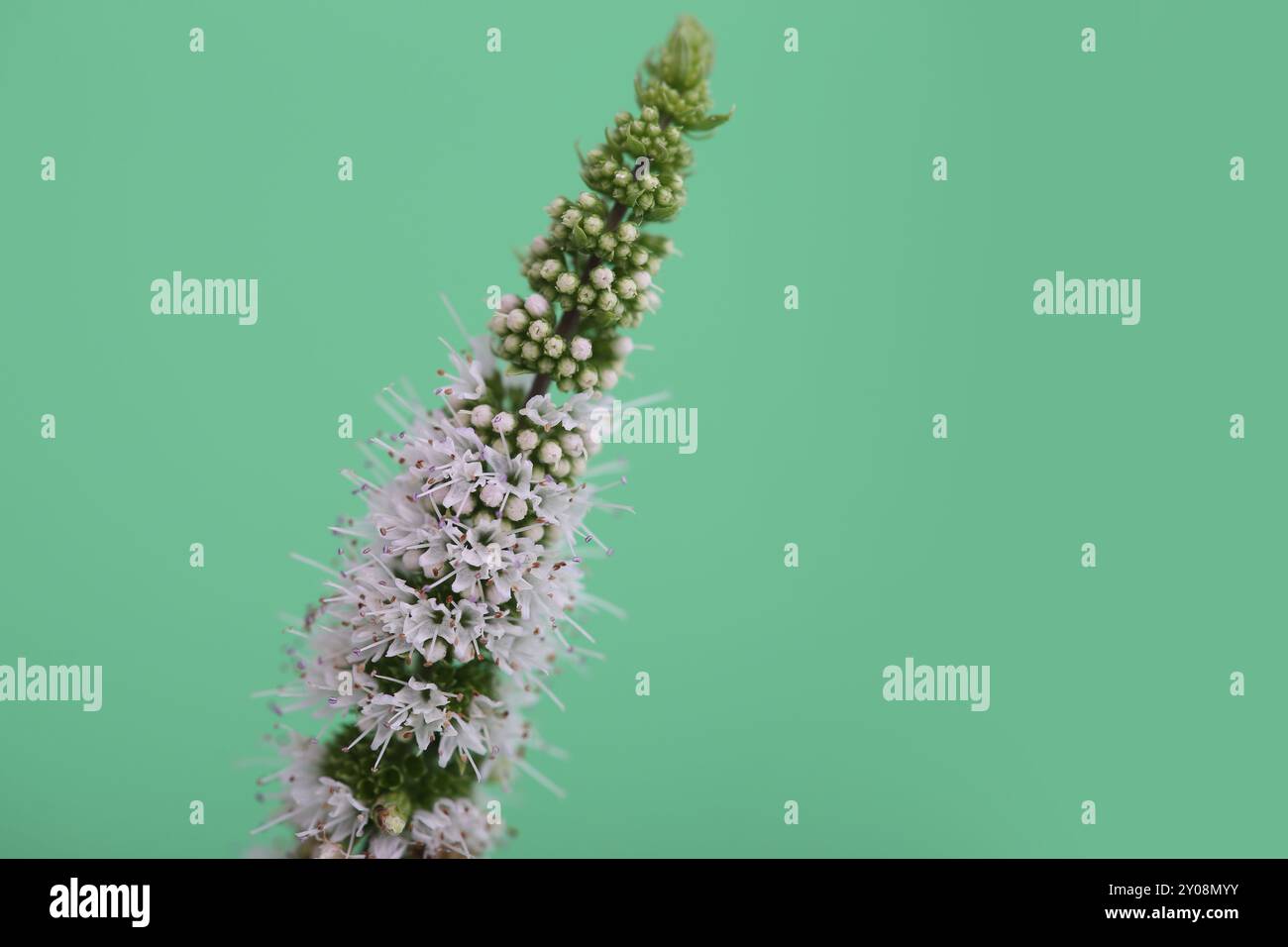 La plante de menthe en fleurs avec fond vert Banque D'Images
