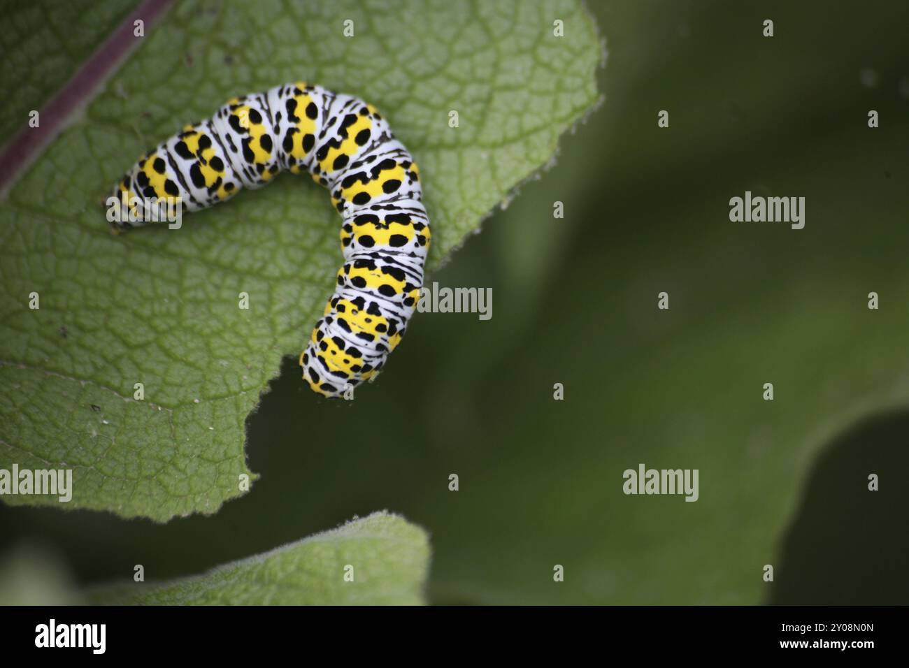 Chenille du moine molène, un papillon discret Banque D'Images