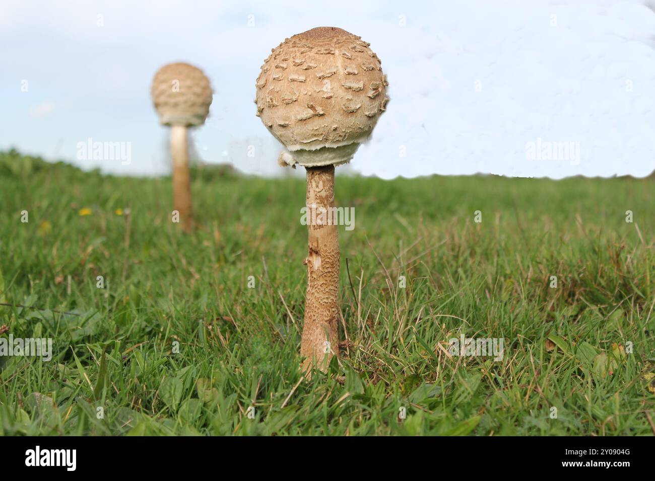 deux champignons parasol avec un chapeau rond dans une prairie verte dans une forêt en automne Banque D'Images