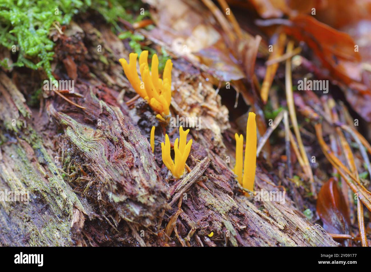 Gegabelter Hoernling CALOCERA FURCATA, CALOCERA FURCATA, un genre fongique de L'ordre des Dacrymycètes en forêt D'automne Banque D'Images