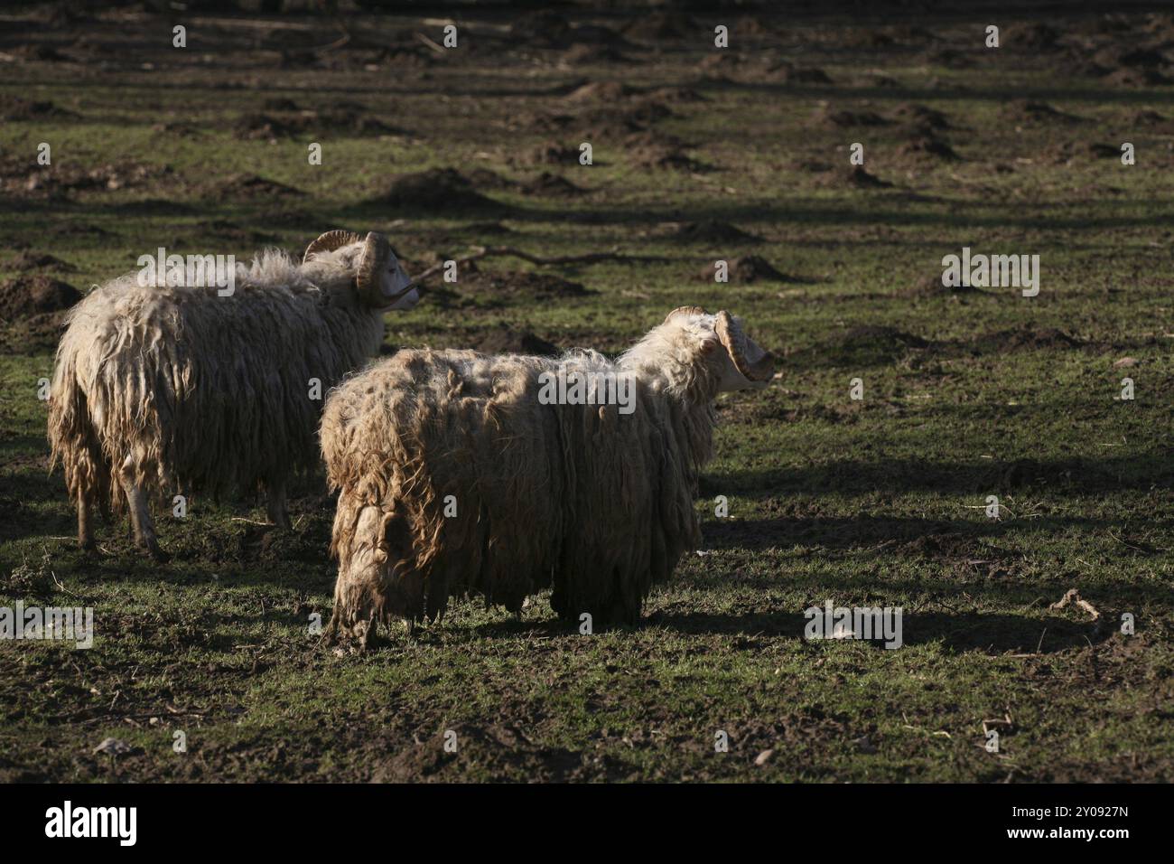 Skudden, cette race de moutons est sur la liste rouge des animaux de ferme menacés d’extinction ! Banque D'Images