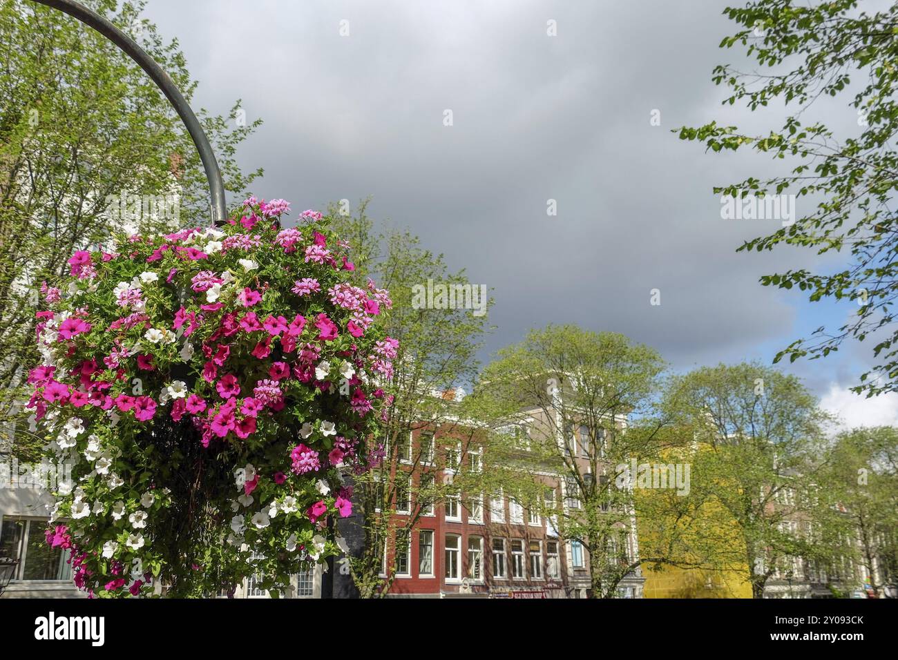 Gros plan des fleurs en fleurs et des lampadaires, des bâtiments historiques et du ciel nuageux au-dessus, Amsterdam, pays-Bas Banque D'Images Gros plan des fleurs en fleurs et des lampadaires, des bâtiments historiques et du ciel nuageux au-dessus, Amsterdam, pays-Bas Banque D'Images