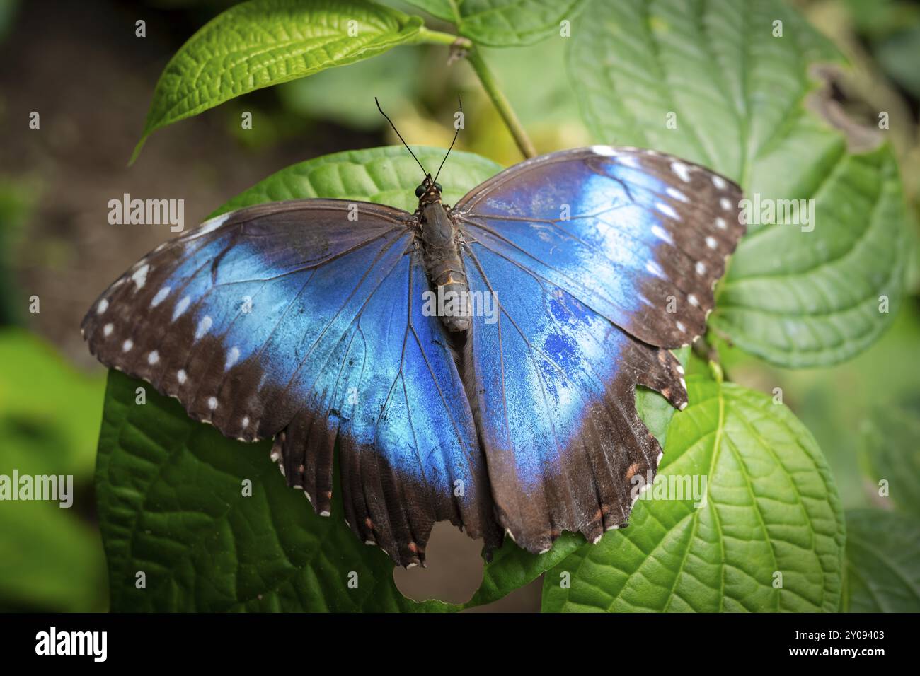 Morpho helenor, papillon morpho bleu assis sur une feuille, province d'Alajuela, Costa Rica, Amérique centrale Banque D'Images