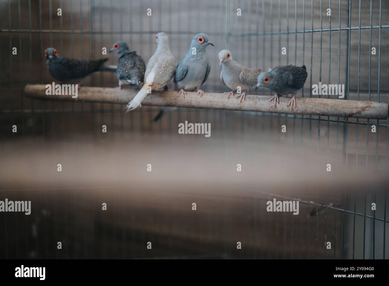 Groupe de colombes diamantées perchées sur une branche en bois dans une cage Banque D'Images