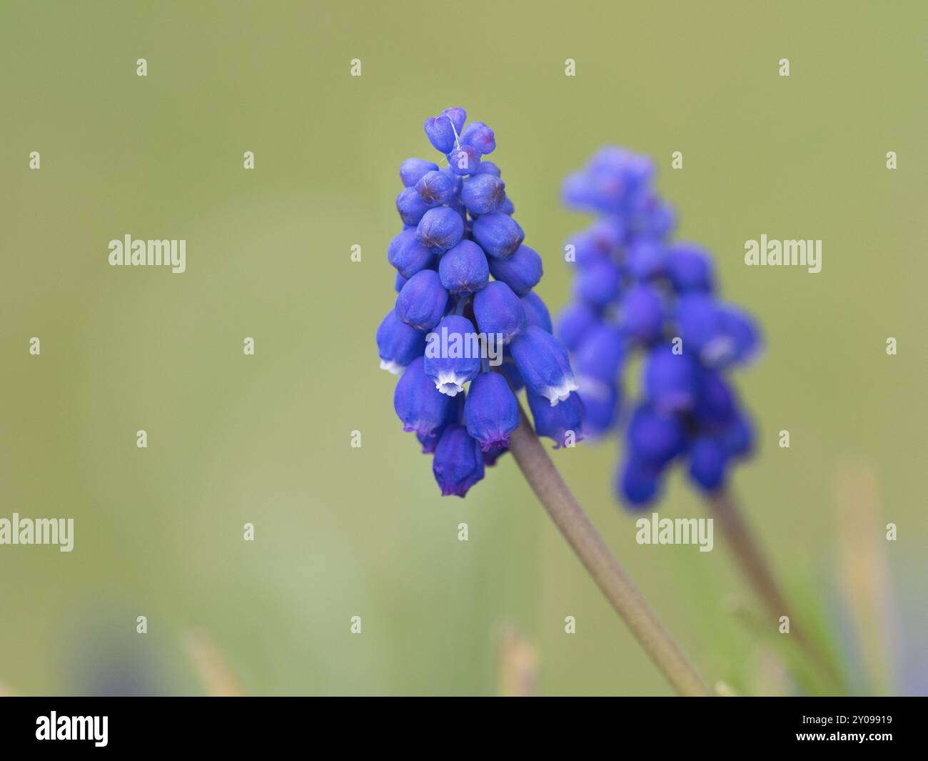 Jacinthes de raisin dans un pré Banque D'Images