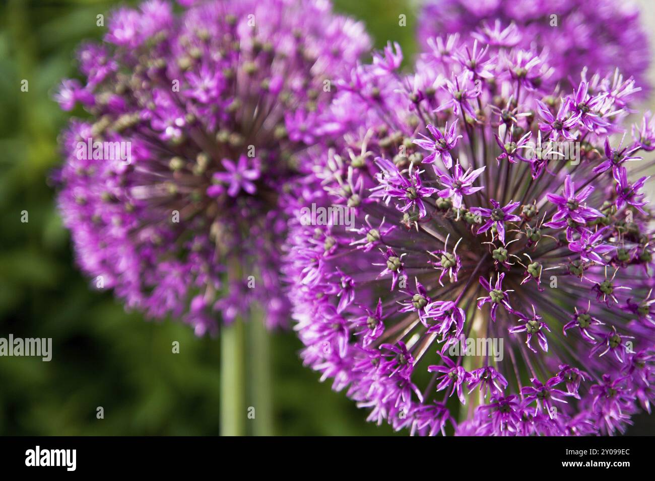 Poireaux ornementaux de près Banque D'Images