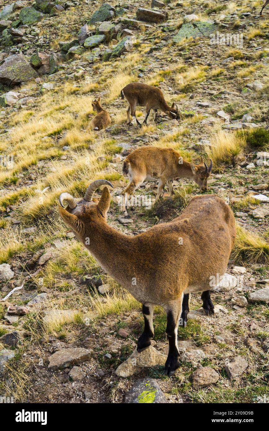 Chèvres sauvages, Circo de Gredos, Ávila, Espagne Banque D'Images