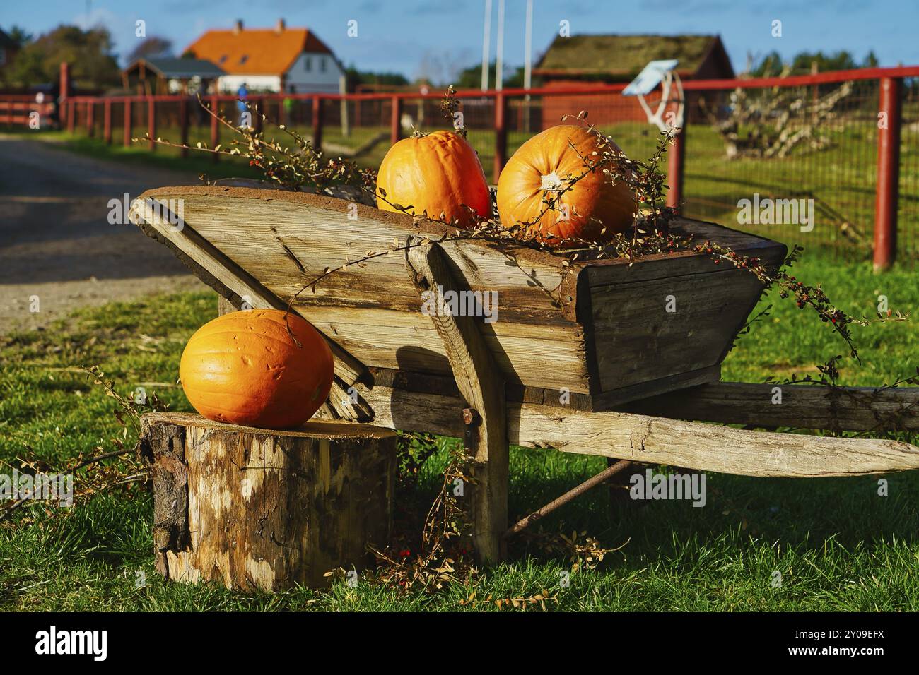 Citrouilles sur un chariot en bois debout sur une prairie verte. Fête des moissons. Légumes. Photo de la ferme Banque D'Images