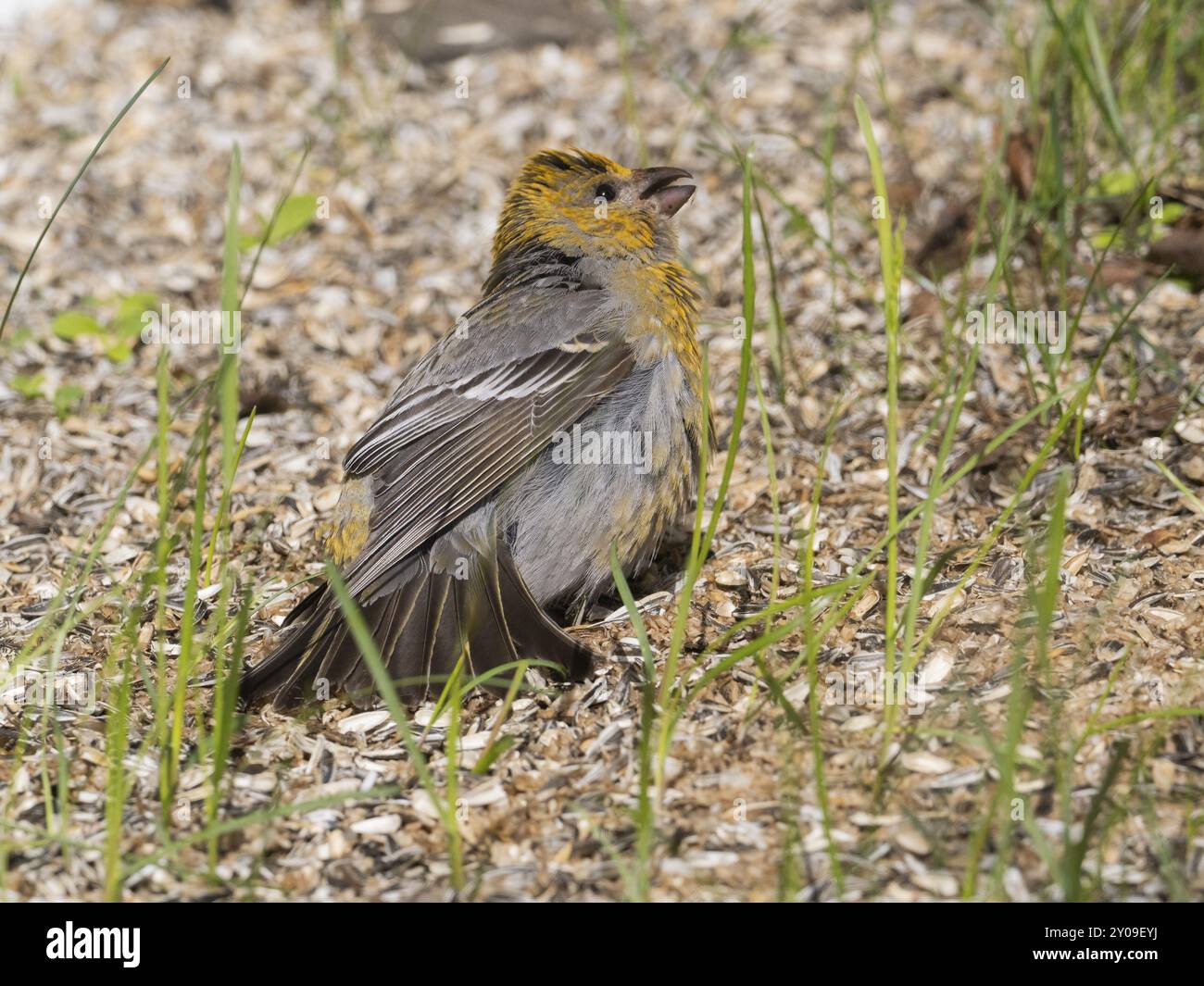 Pin Grosbeak (Pinicola enucleator), femelle adulte, perchée sur le sol parmi les enveloppes de graines de tournesol, sous le poste d'alimentation des oiseaux, l'alimentation et le bain de soleil Banque D'Images