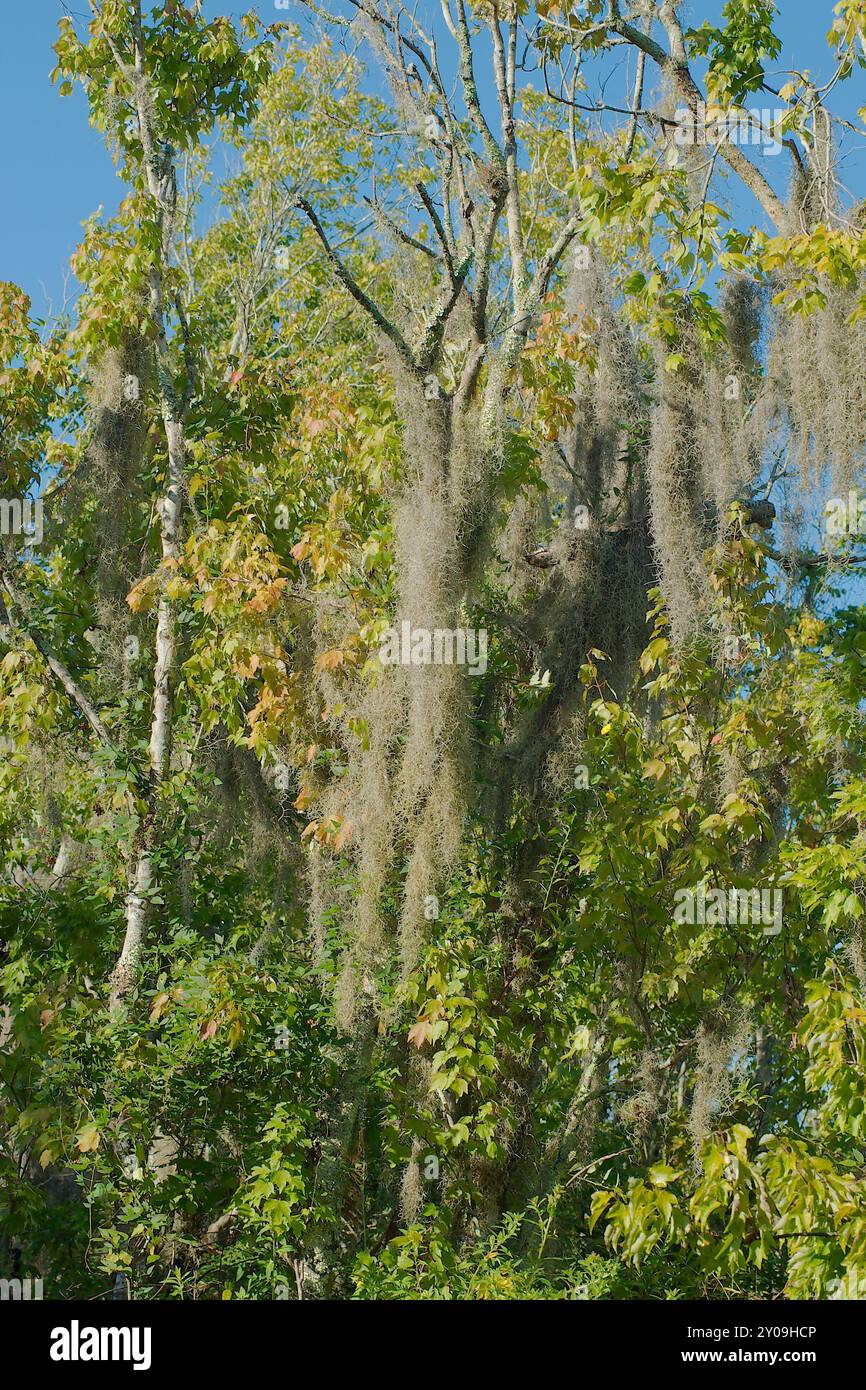 Grande mousse espagnole suspendue à des arbres verts. Floride soleil et ombre dans le soleil tôt le matin avec un ciel bleu vif. Espace pour copie. Copier l'espace. Banque D'Images