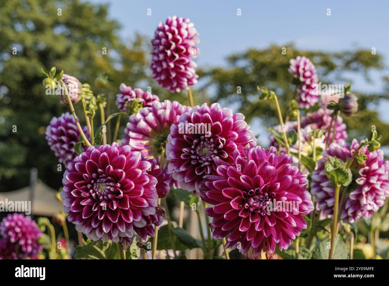 Plusieurs dahlias violets en pleine floraison dans un jardin verdoyant, legden, Muensterland, allemagne Banque D'Images