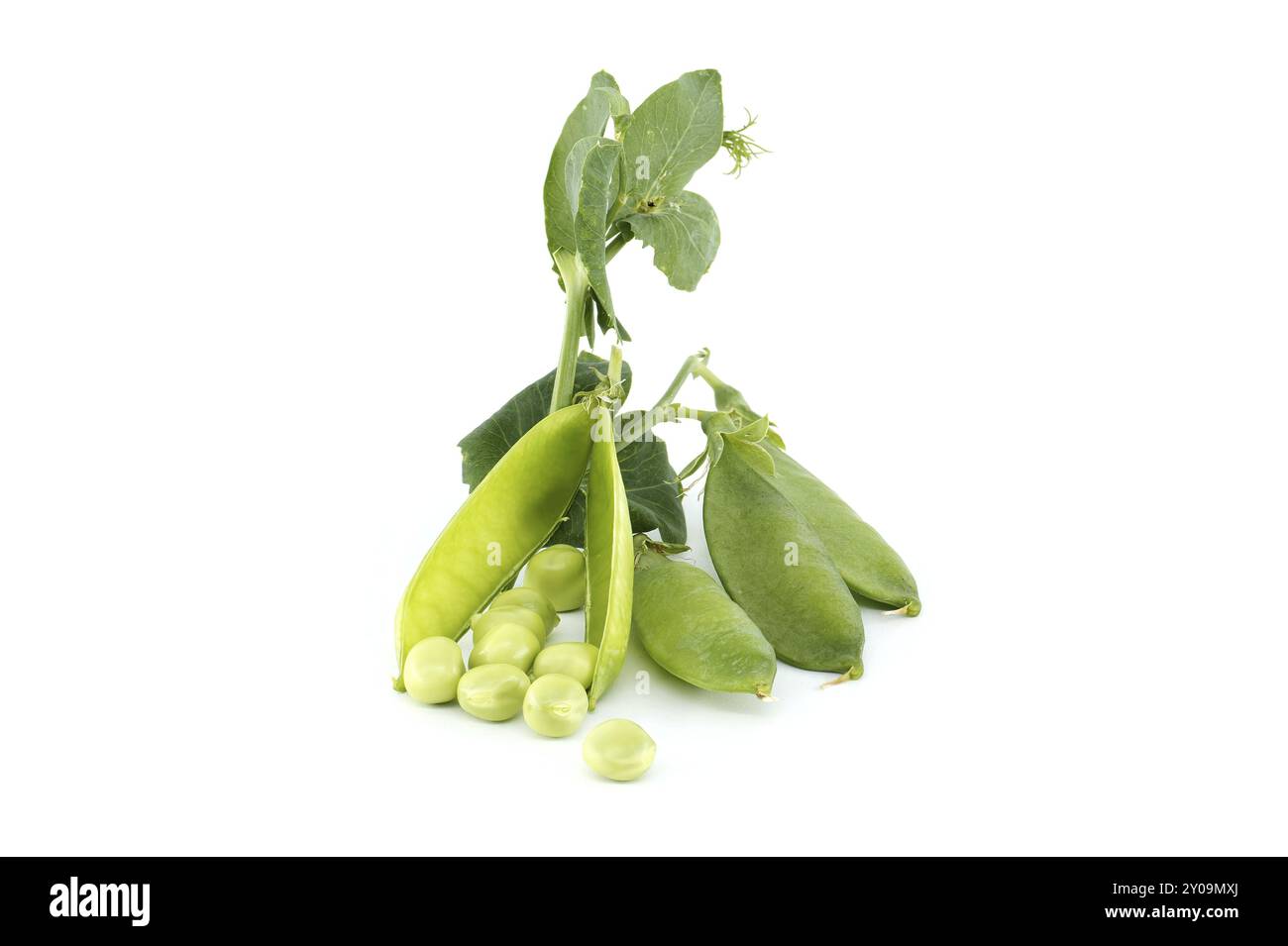 Petits pois frais avec feuilles vertes isolées sur fond blanc, petits pois de jardin ou petits pois anglais cueillis avant la maturité complète Banque D'Images