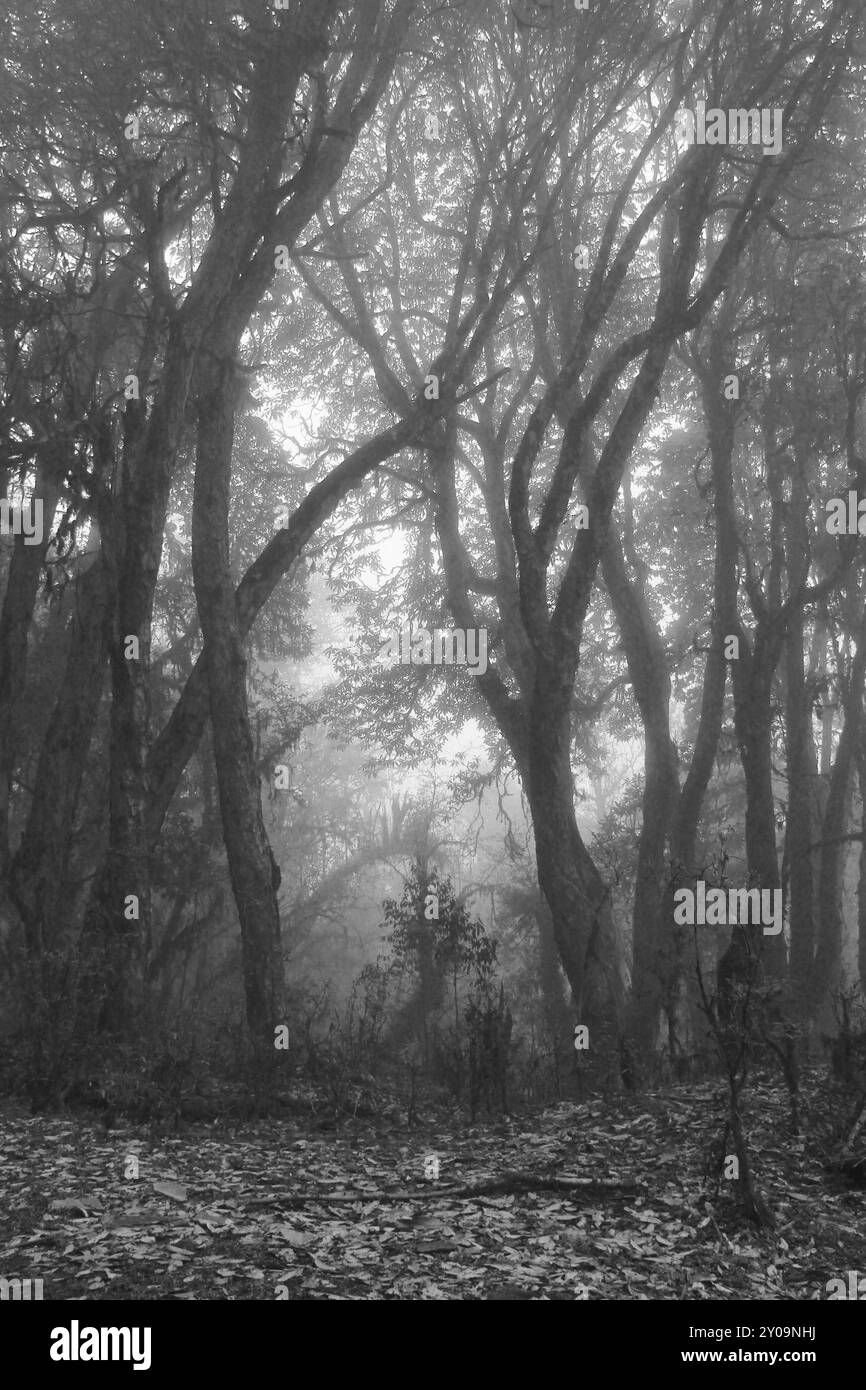 Branches de rhododendrons par un jour de printemps brumeux. Scène sur le chemin de Ghandruck à Tadapani, Népal. Atmosphère mystique Banque D'Images