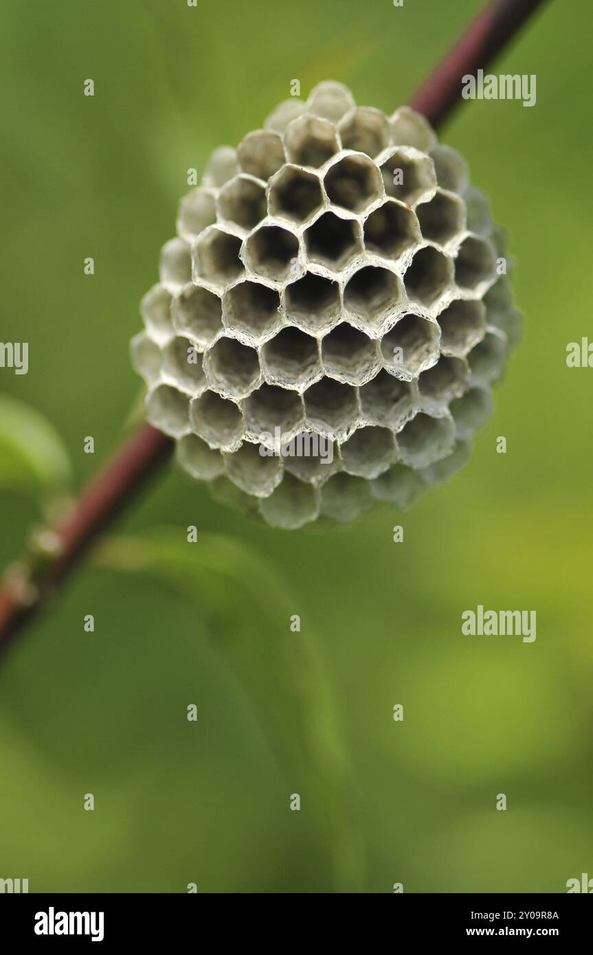 Guêpe des champs gauloise aussi guêpe des champs française, Polistes dominula à la construction du nid. Les polistinae sont des guêpes eusociales sur une prairie au nid Banque D'Images