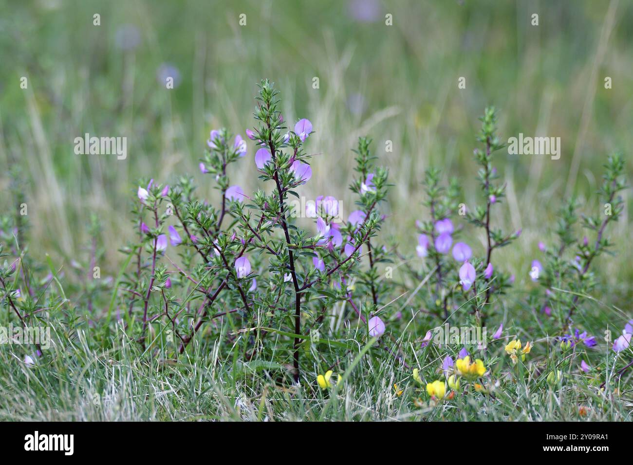 Spiny Restharrow dans les hautes terres de Bohême. Ononis spinosa, restharrow épineux Banque D'Images