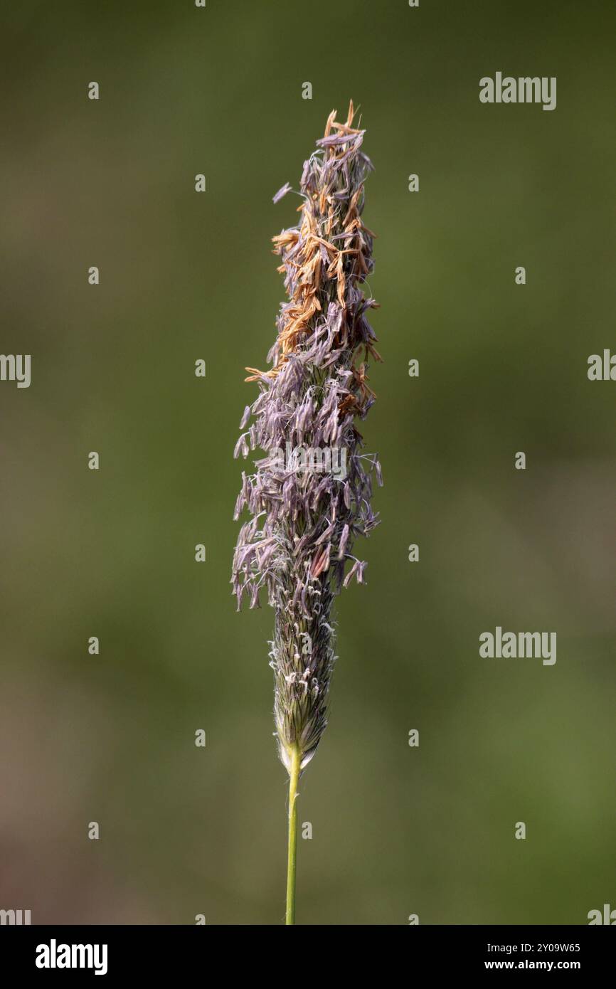 Herbe à queue de prairie Banque D'Images