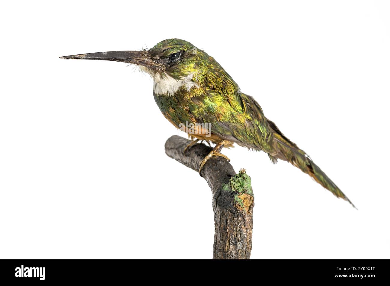 Le grand colibri farci est assis sur un tronc en bois, isolé sur blanc Banque D'Images